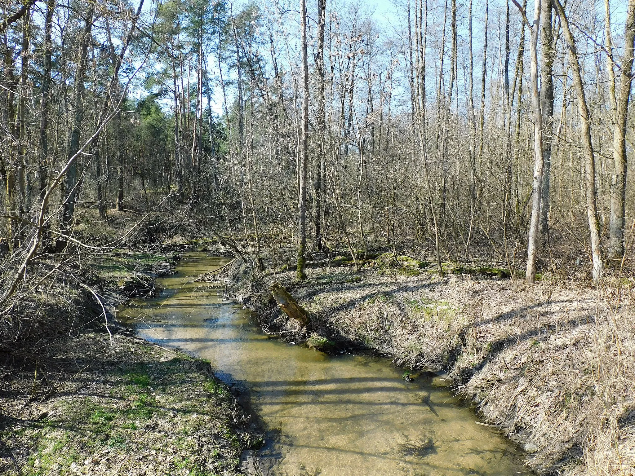 Photo showing: Gliniak koło Mińska Mazowieckiego, rzeka Srebrna na terenie leśnictwa Stankowizna