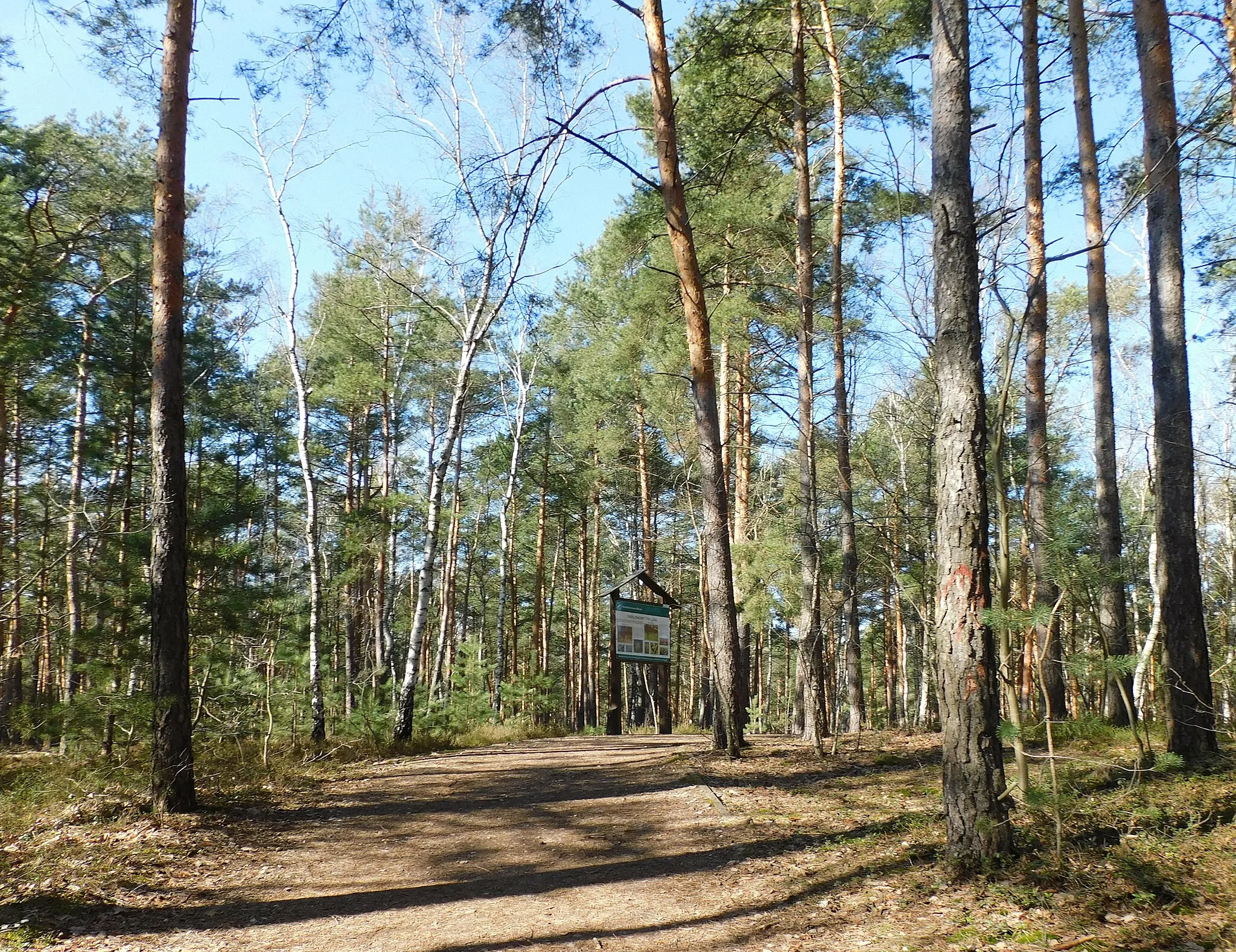 Photo showing: Ścieżka przyrodniczo-leśna "Najstarsza sosna w Polsce", Gliniak koło Mińska Mazowieckiego/leśnictwo Stankowizna w Nadleśnictwie Mińsk