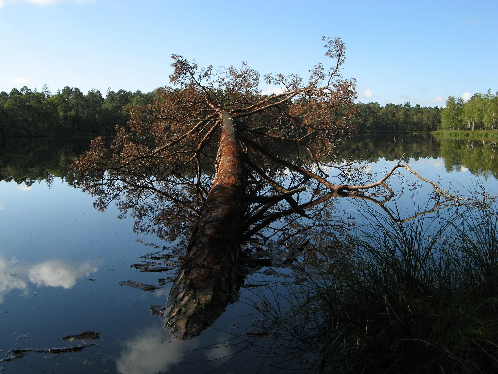 Photo showing: Jezioro Bagienne Duże