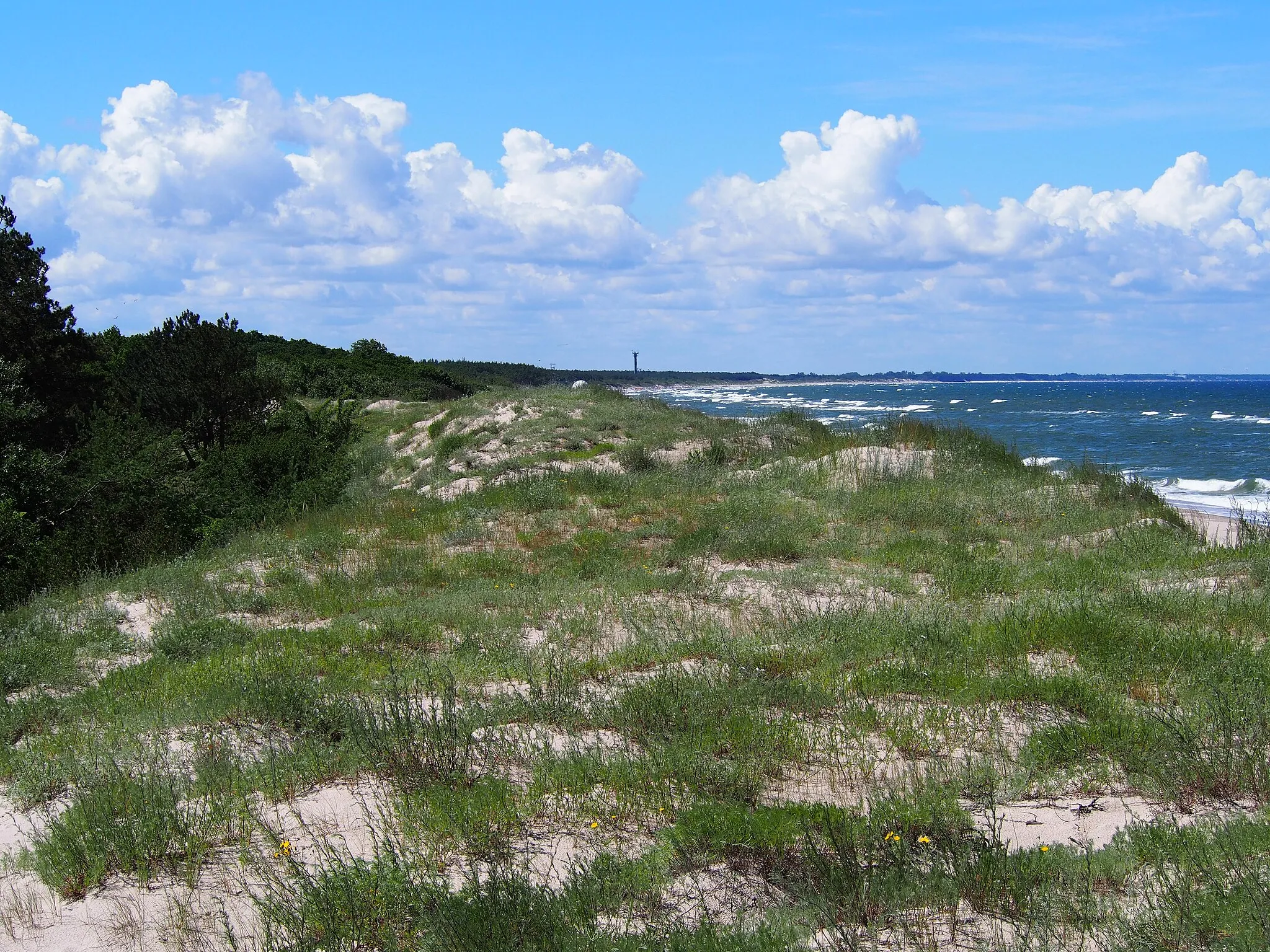 Photo showing: Coastal yellow dune at the Baltic See, with Artemisia campestris var. sericea, Hieracium umbellatum var. linariifolium. Near Łazy, N Poland.