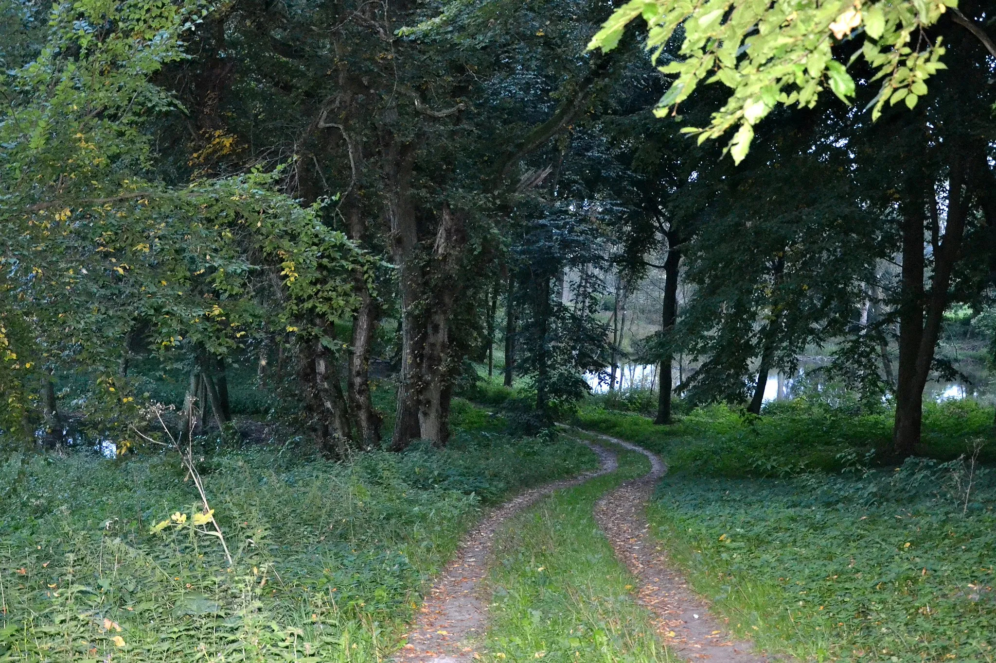 Photo showing: Narost - park dworski