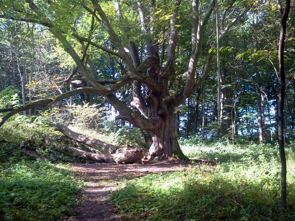 Photo showing: Okazy drzew w parku dworskim