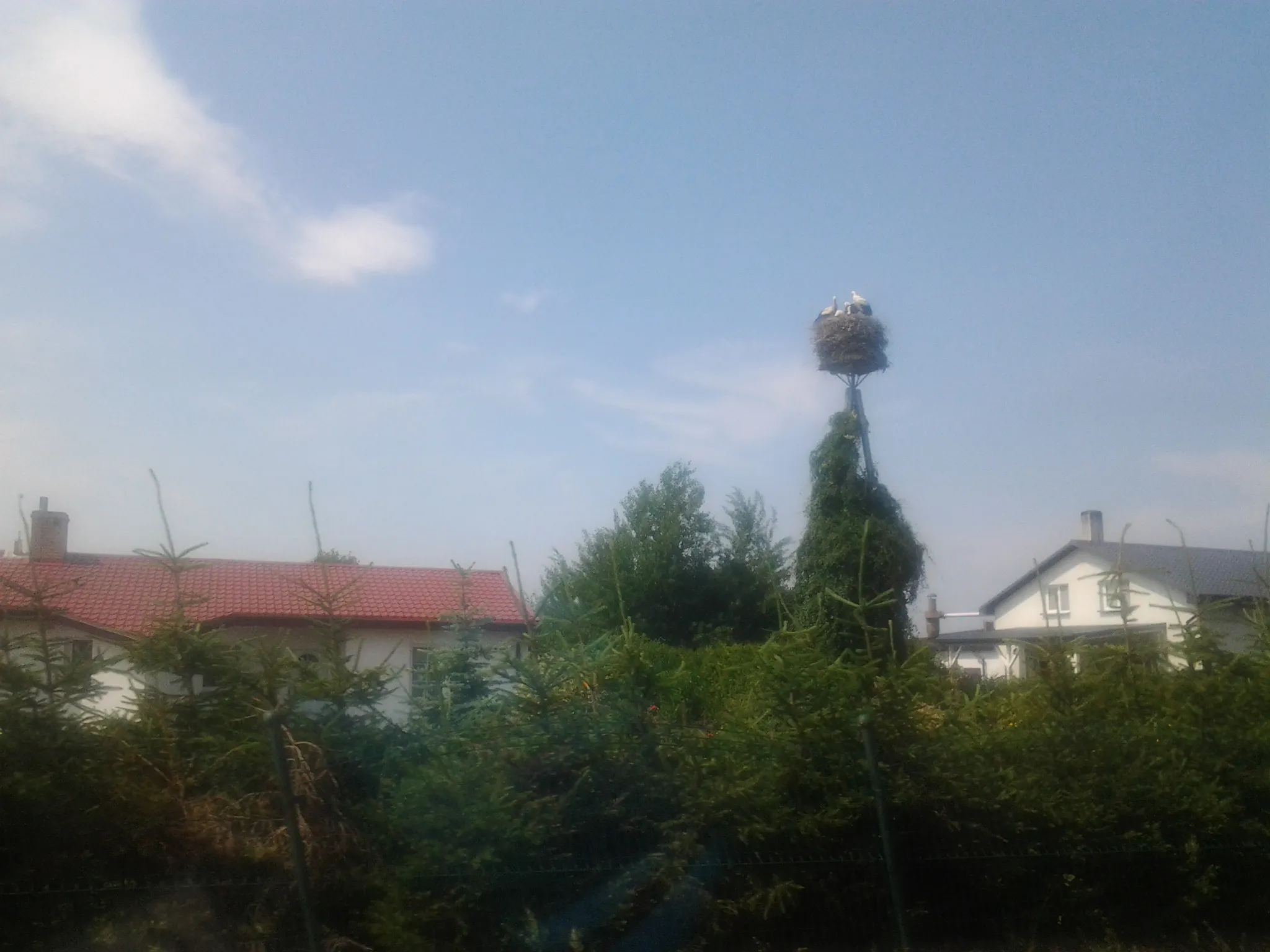 Photo showing: Bocianie gniazdo w Marcelinie