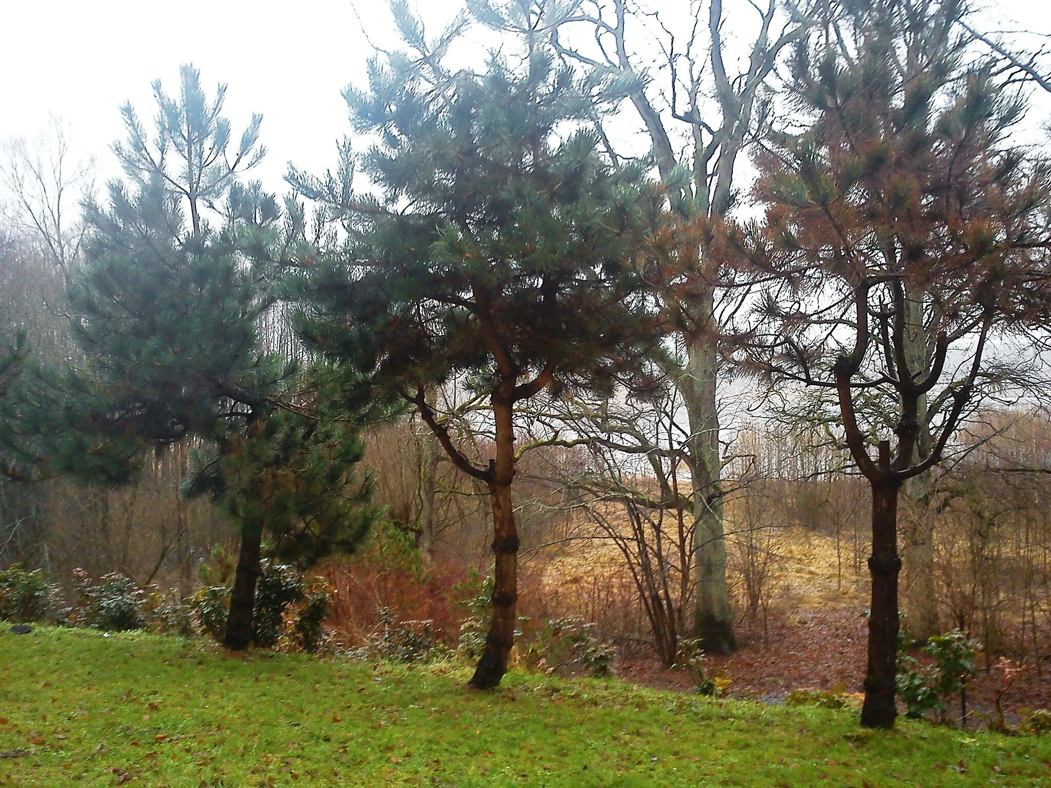 Photo showing: Park przy sanatorium Borkowo