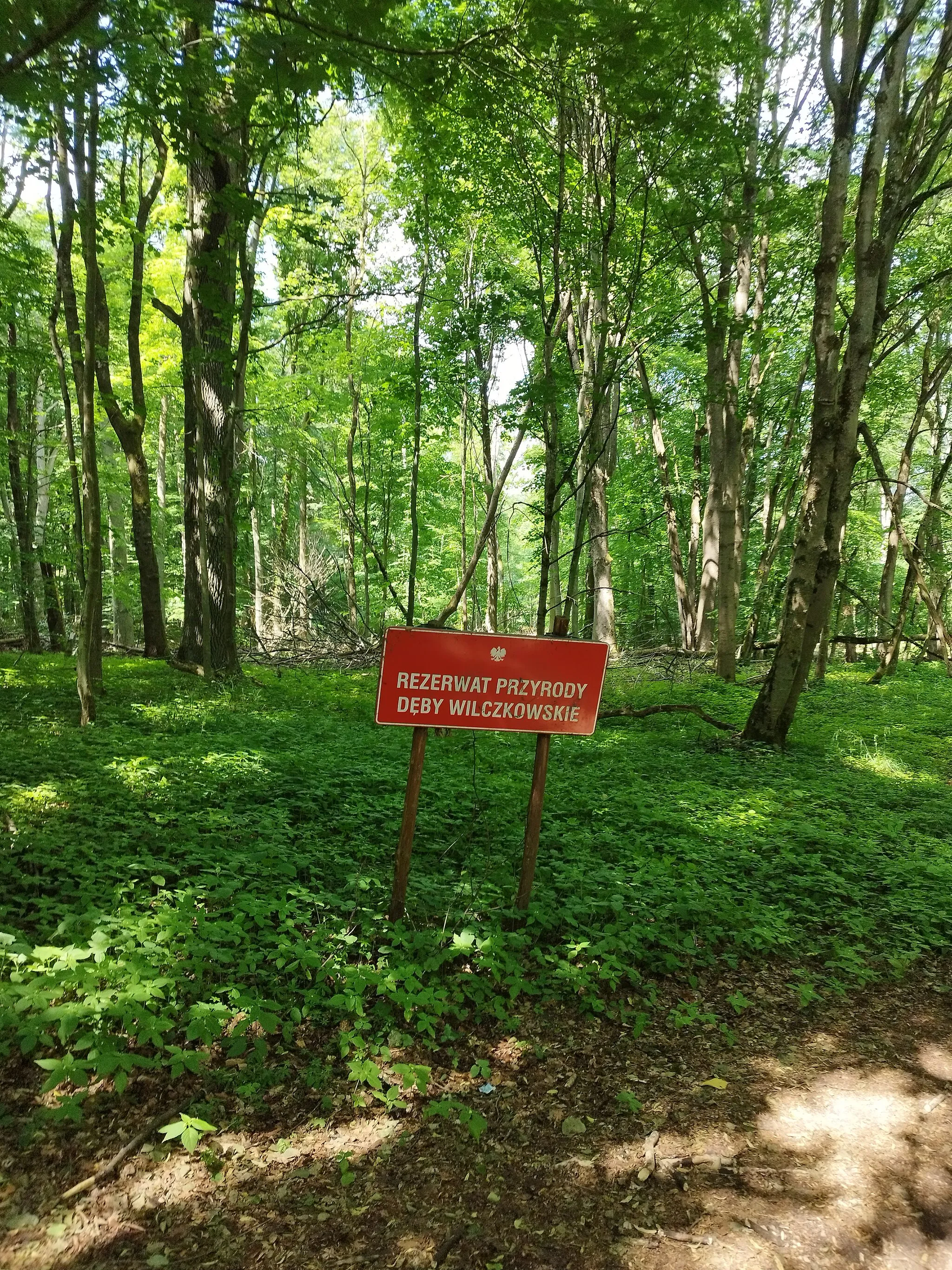 Photo showing: Wnętrze rezerwatu przyrody Dęby Wilczkowskie. Sezon wegetacyjny, czerwiec.