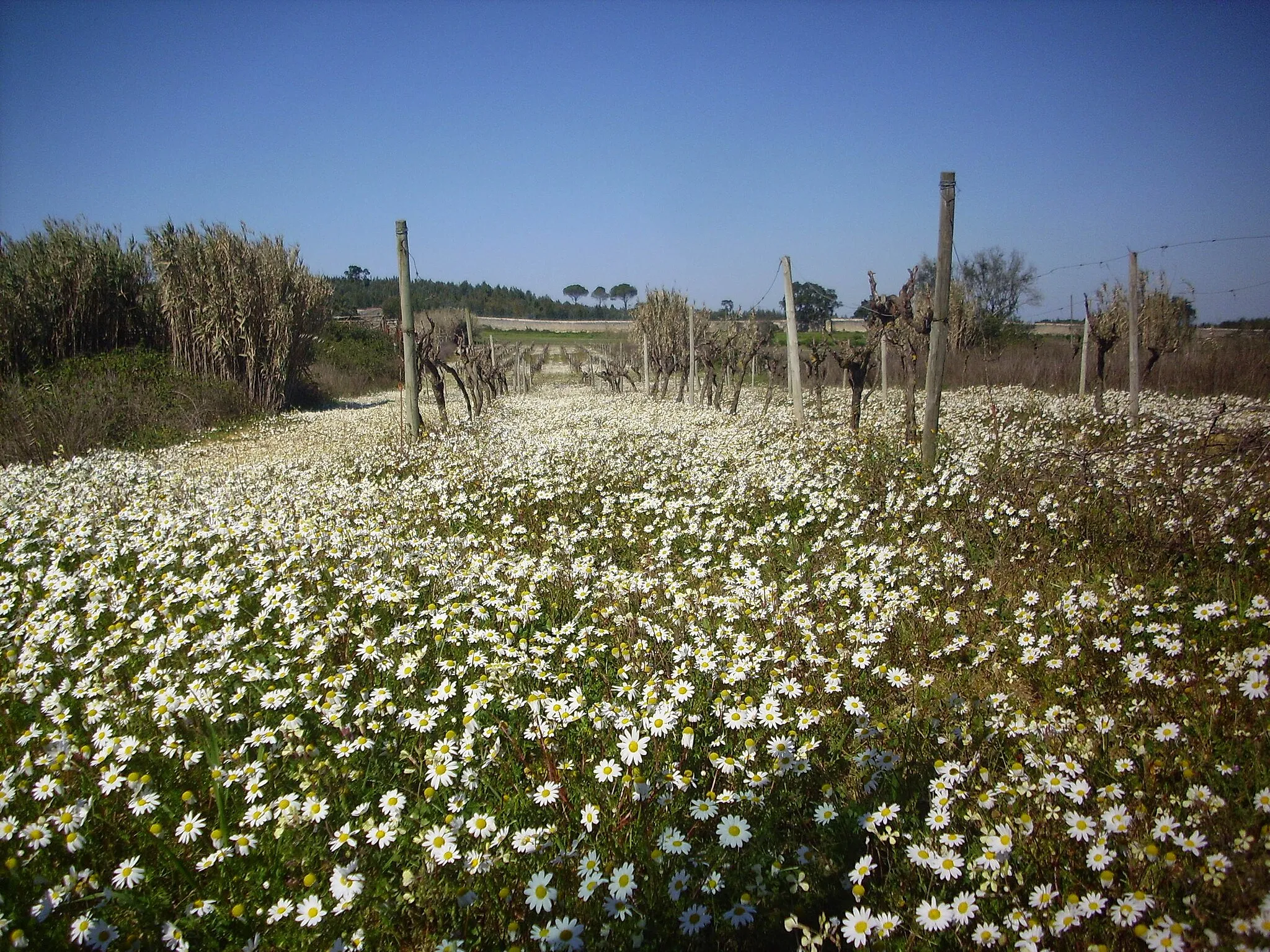 Photo showing: Cartaxo