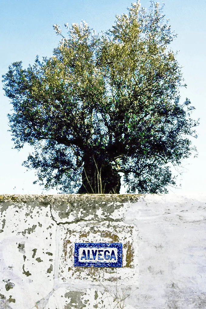 Photo showing: A wall with the village sign and a olive tree. Portugal