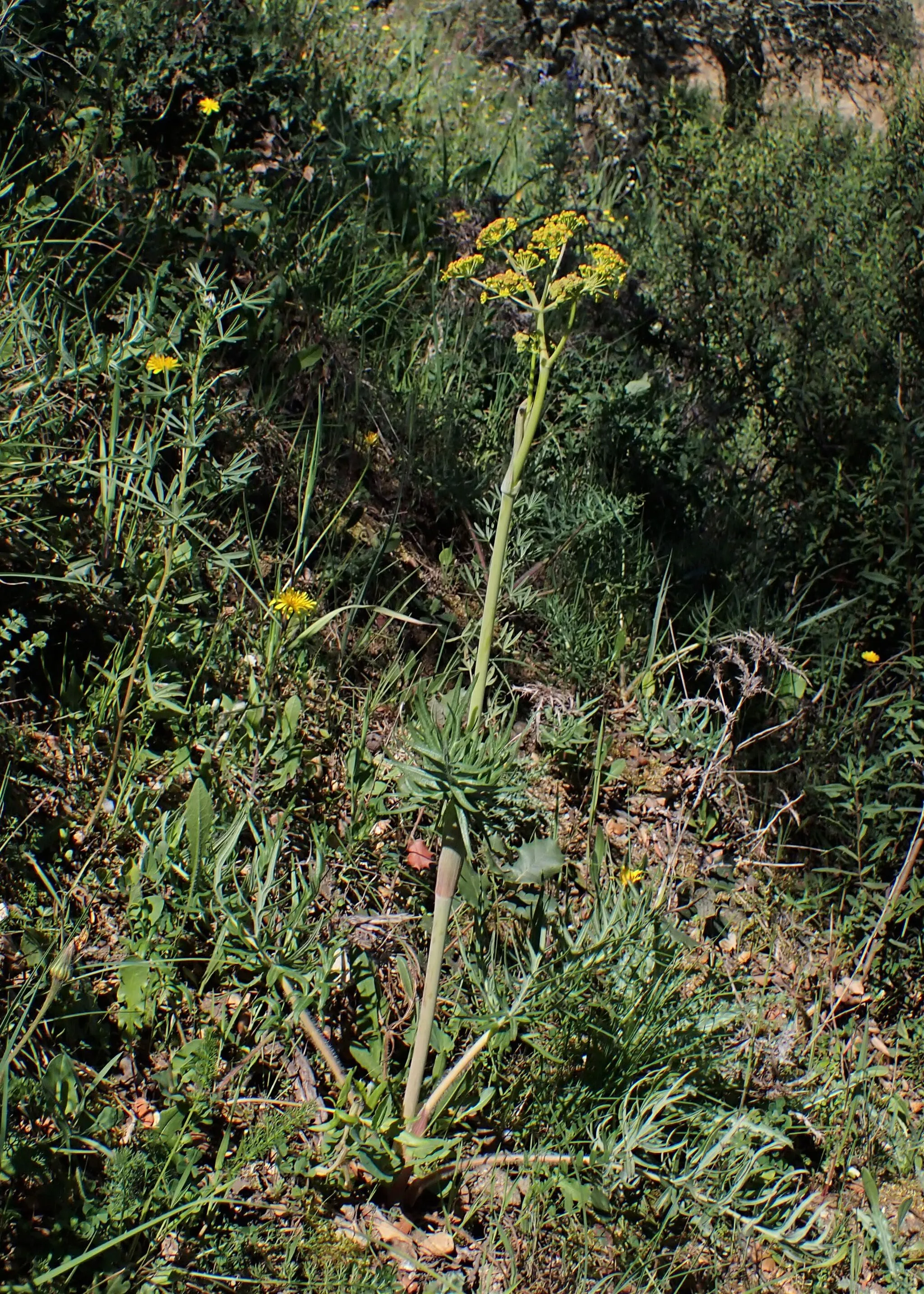 Photo showing: Thapsia transtagana in Azinhal near Metrola in Portugal