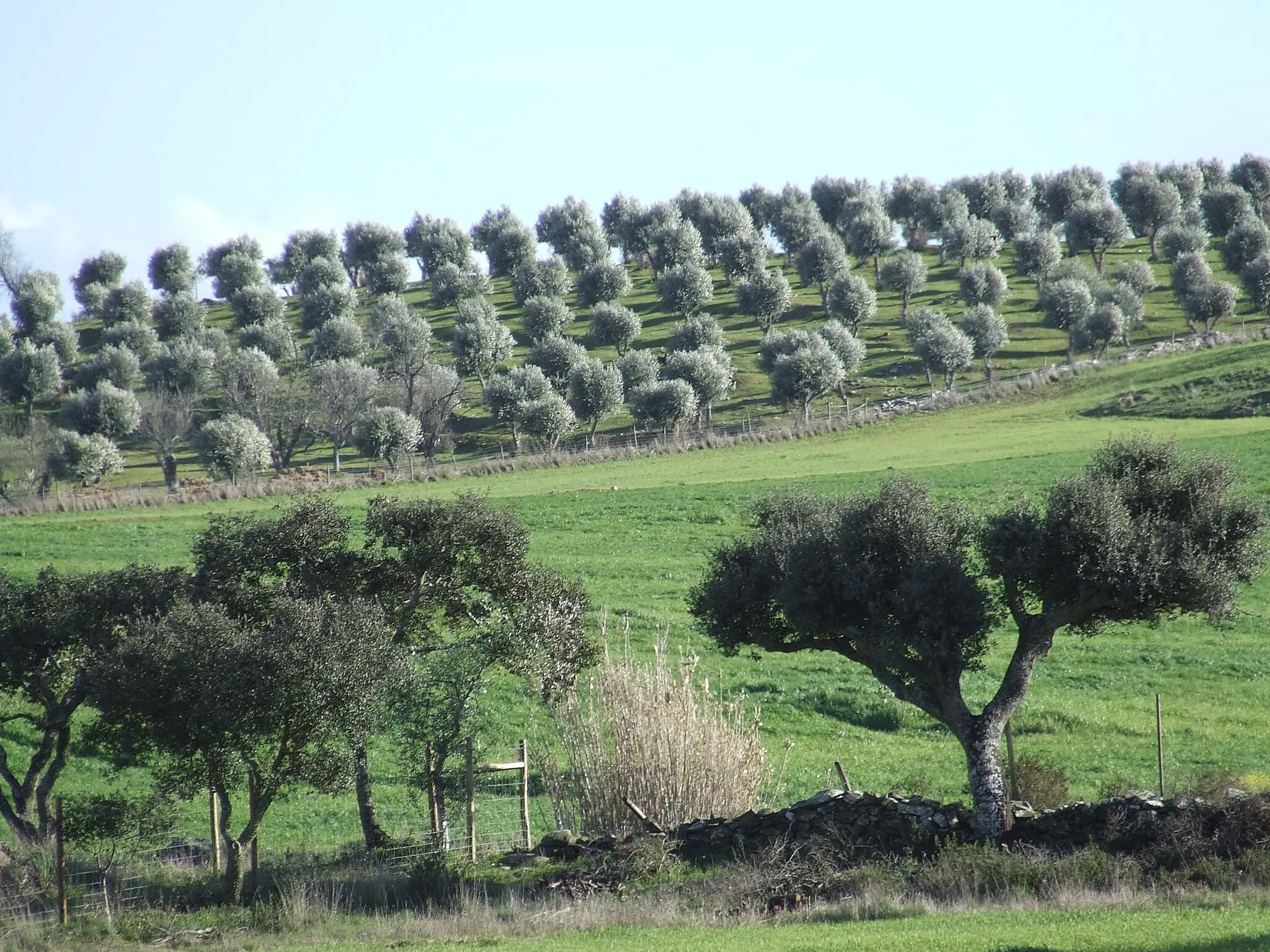 Photo showing: Castro Verde Countryside2.JPG