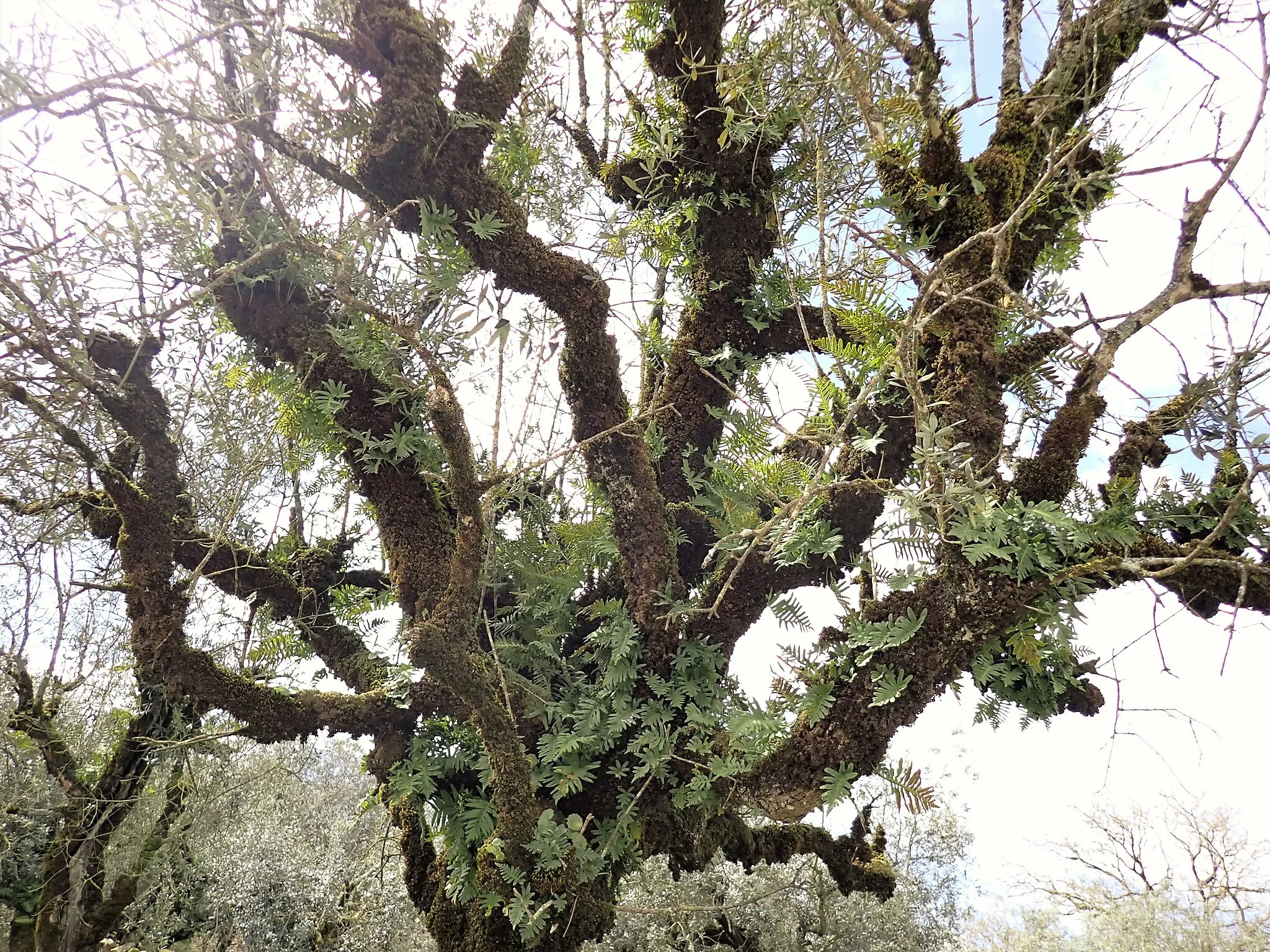 Photo showing: Polypodium cambricum in Arrimal in municipality of Porto de Mós in Portugal