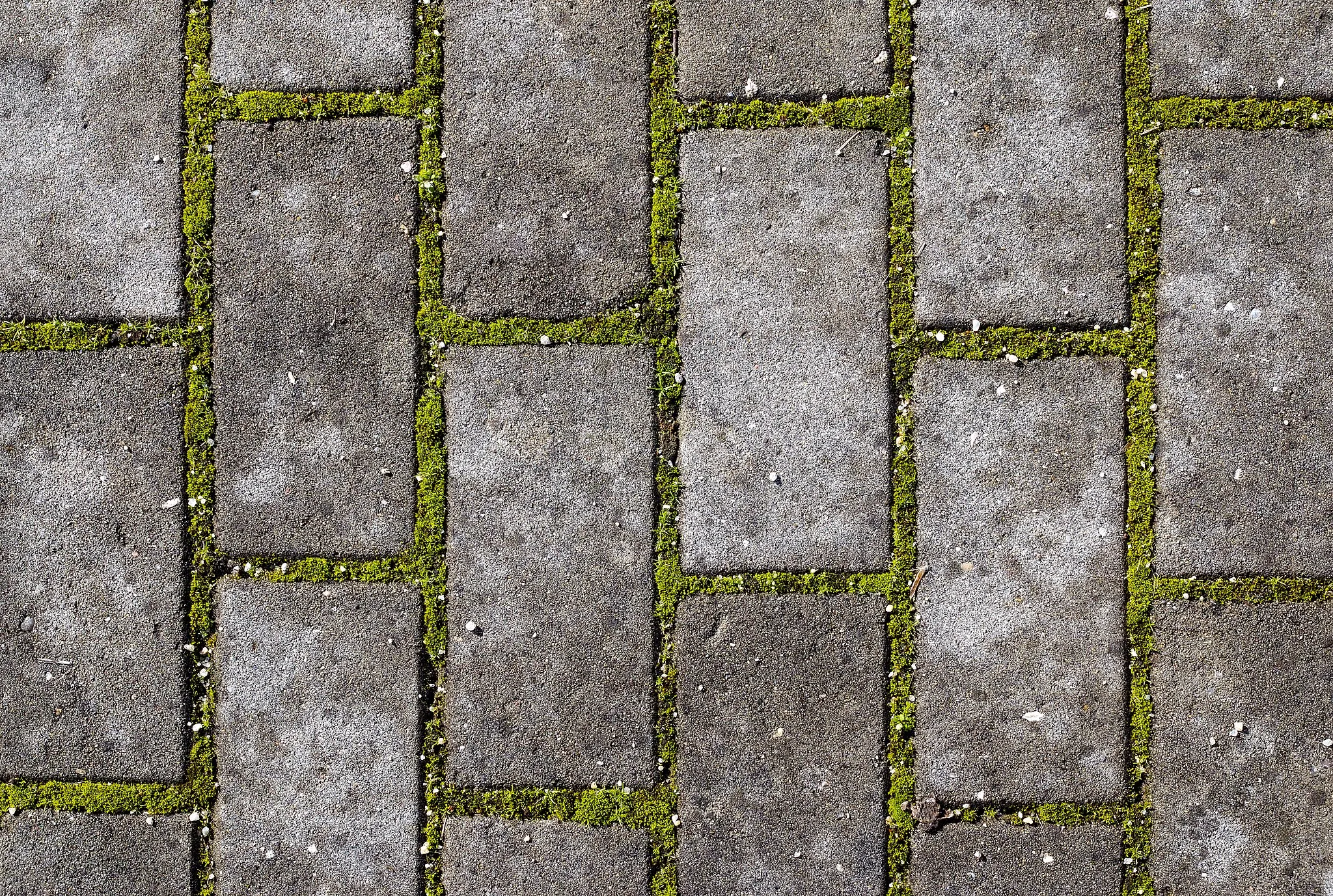 Photo showing: Plants growing in pavement gaps, Ponte de Sor, Portugal (approx. GPS location)