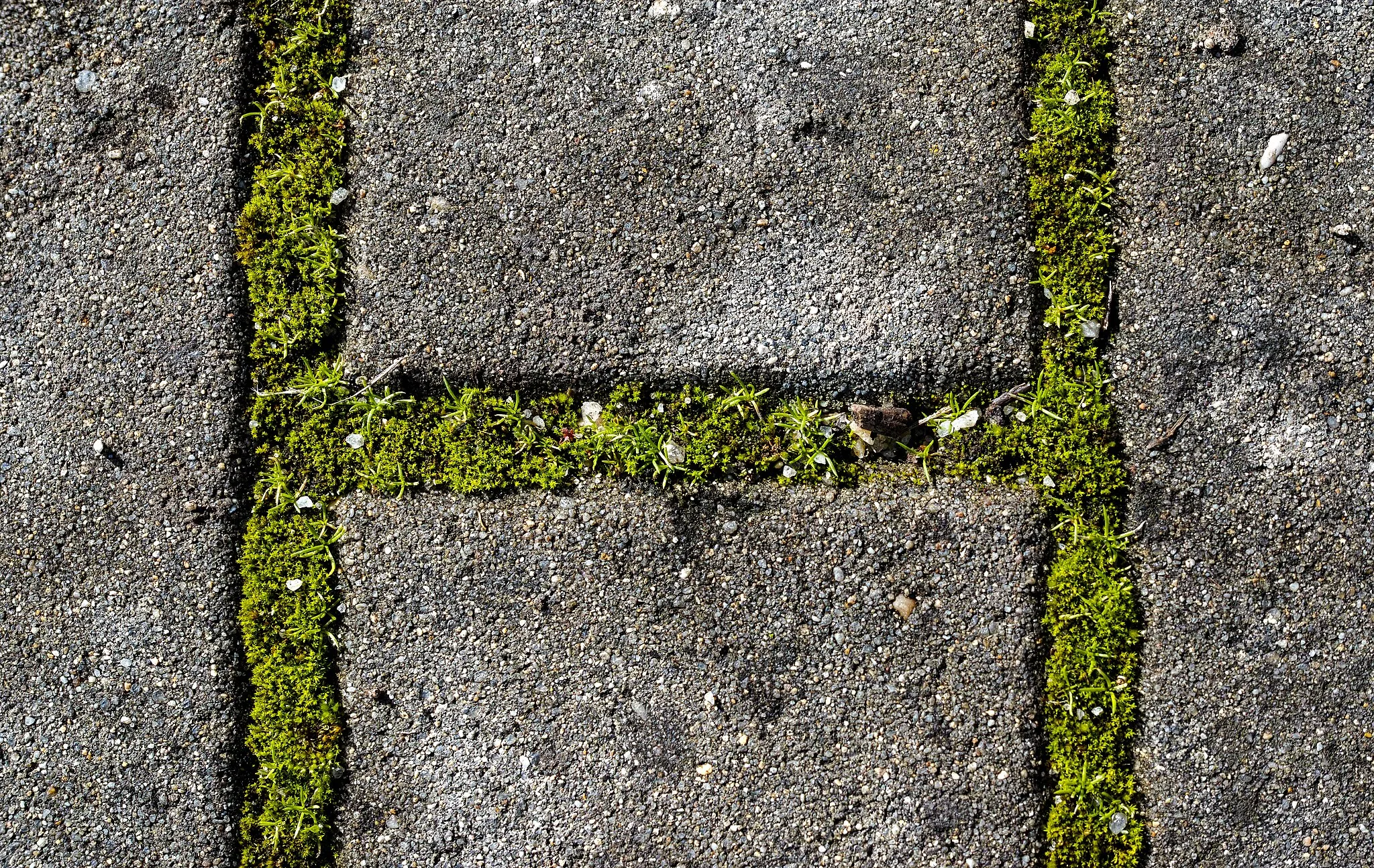 Photo showing: Plants growing in pavement gaps, Ponte de Sor, Portugal (approx. GPS location)