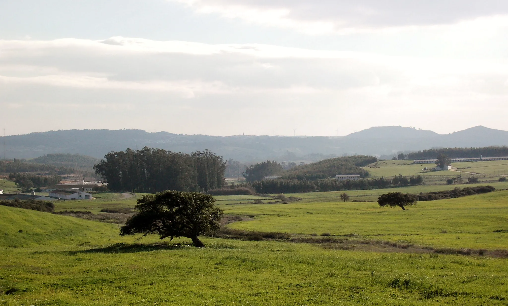 Photo showing: 500px provided description: In Montejunto Mount, th?se threes by wind's hand, becames in th?se shape... [#National park ,#Portugal]