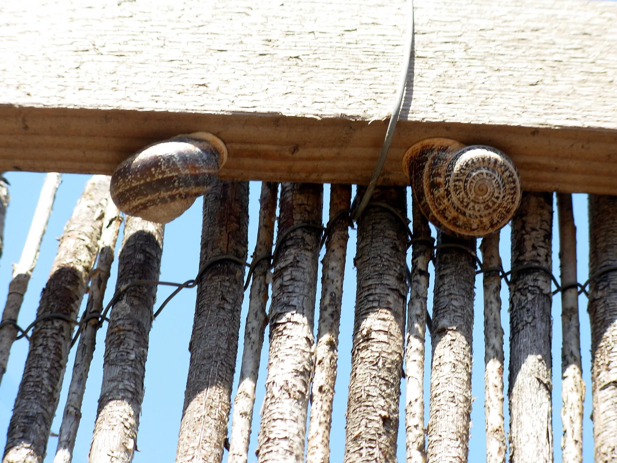 Photo showing: Common european snail (family: Helicidae, genus: Eobania), colected at freguesia de Bemposta, vila de Odemira, Beja district, Portugal.