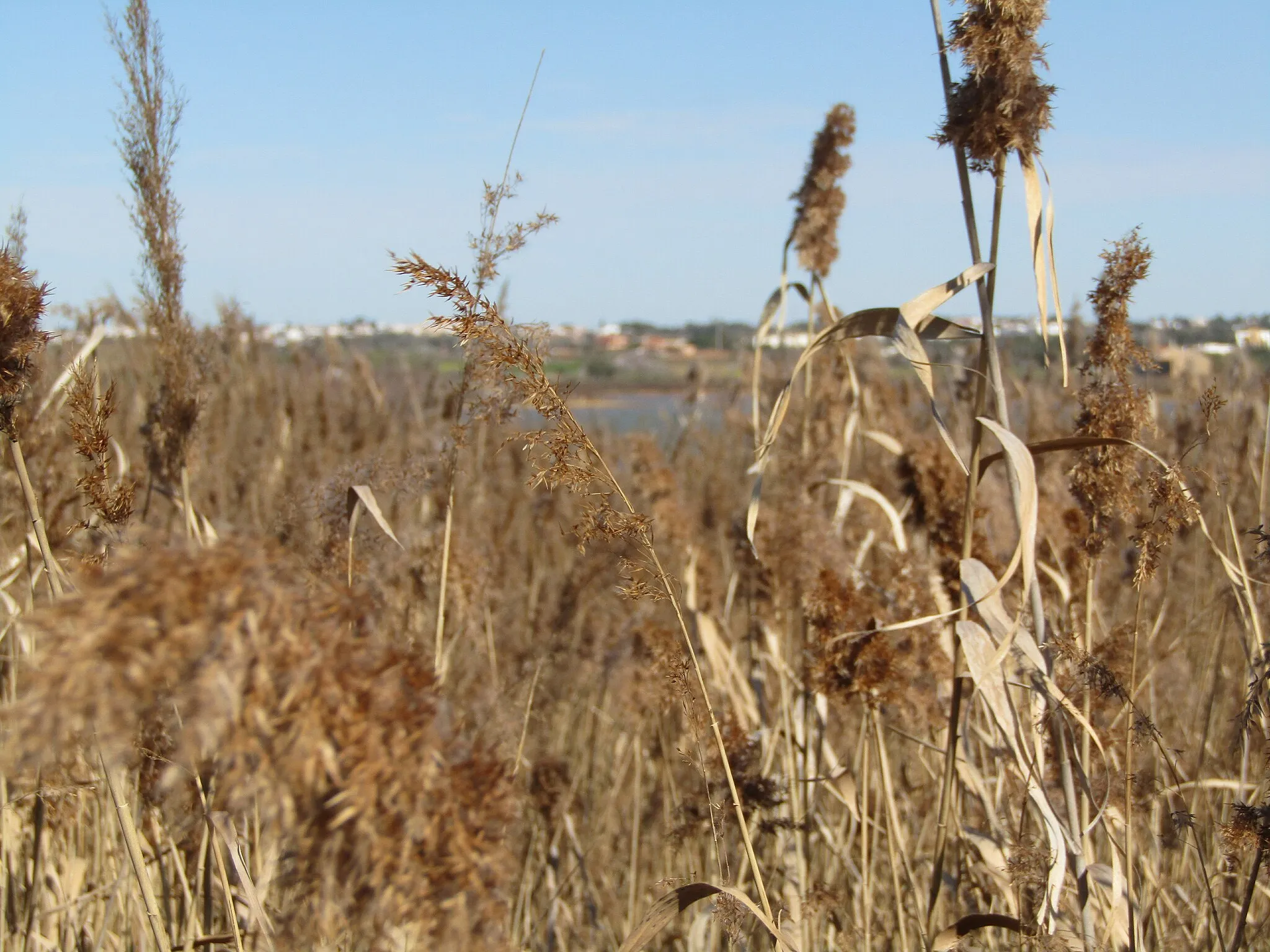 Photo showing: Reed beds along the edge of Salgados lagoon in the neighbourhood of Salgados, Albufeira, Algarve, Portugal.