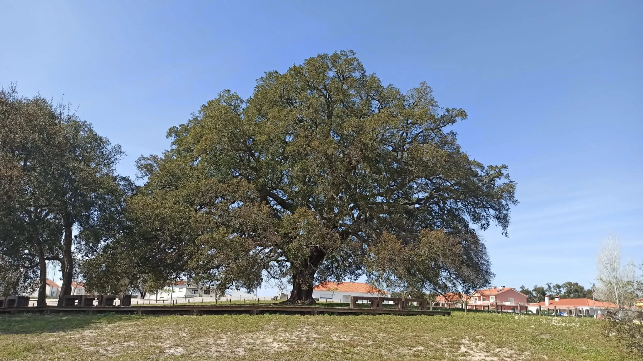 Photo showing: whistler cork oak (Whistling cork oak in Águas de Moura, Portugal)