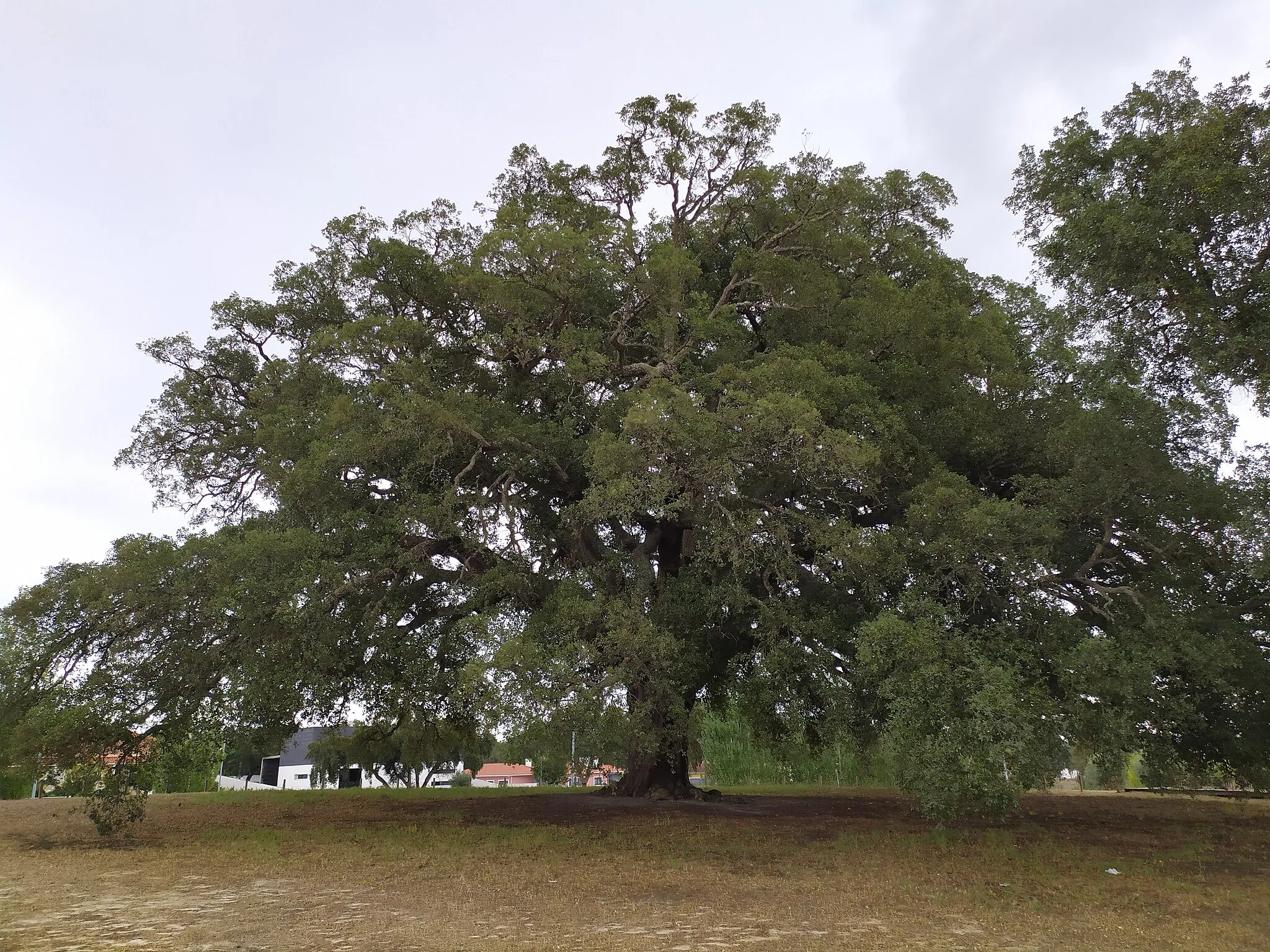 Photo showing: Árvore isolada em Águas de Moura - Chaparral do Mendonça
