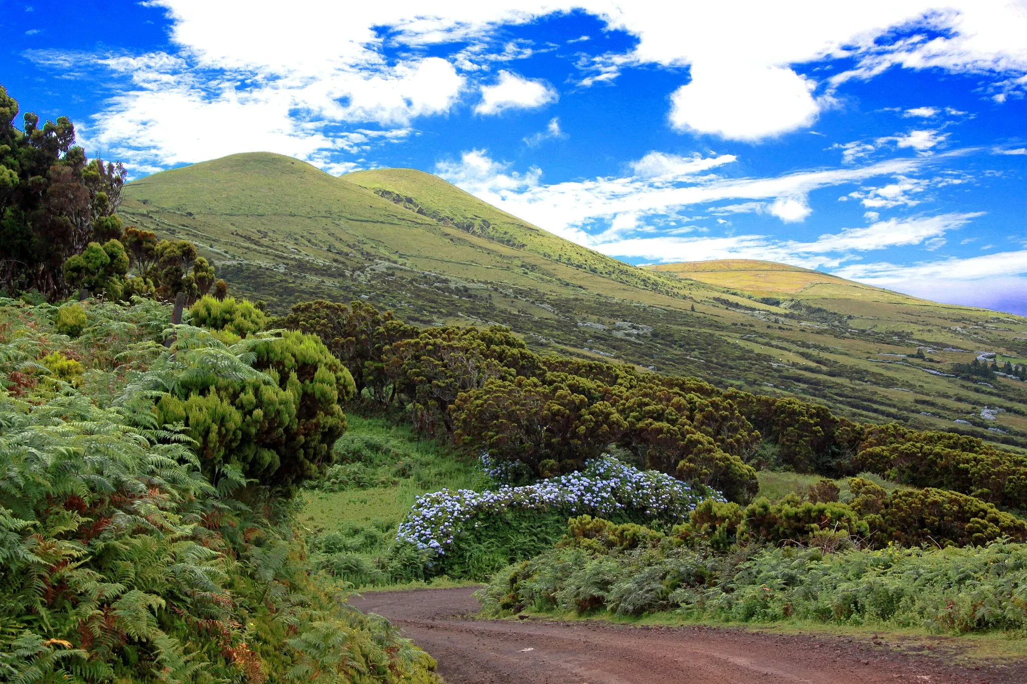 Photo showing: Ilha de São Jorge, Açores.

Ballade dans les allées d'hortensias du côté de Norte Grande.