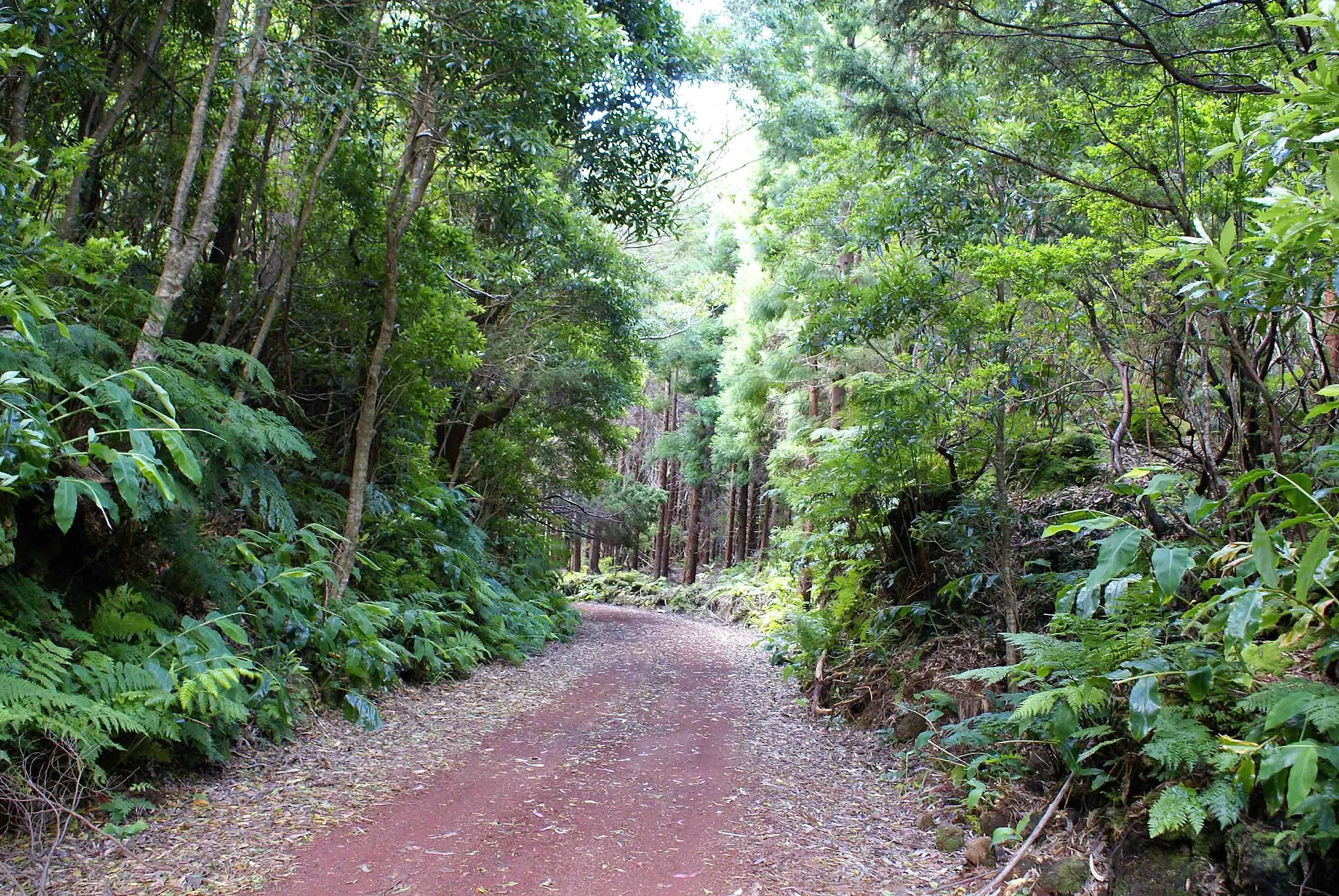 Photo showing: Floresta da ilha Terceira, mistura entre a Laurisilva e as plantas introduzidas, Açores, Portugal