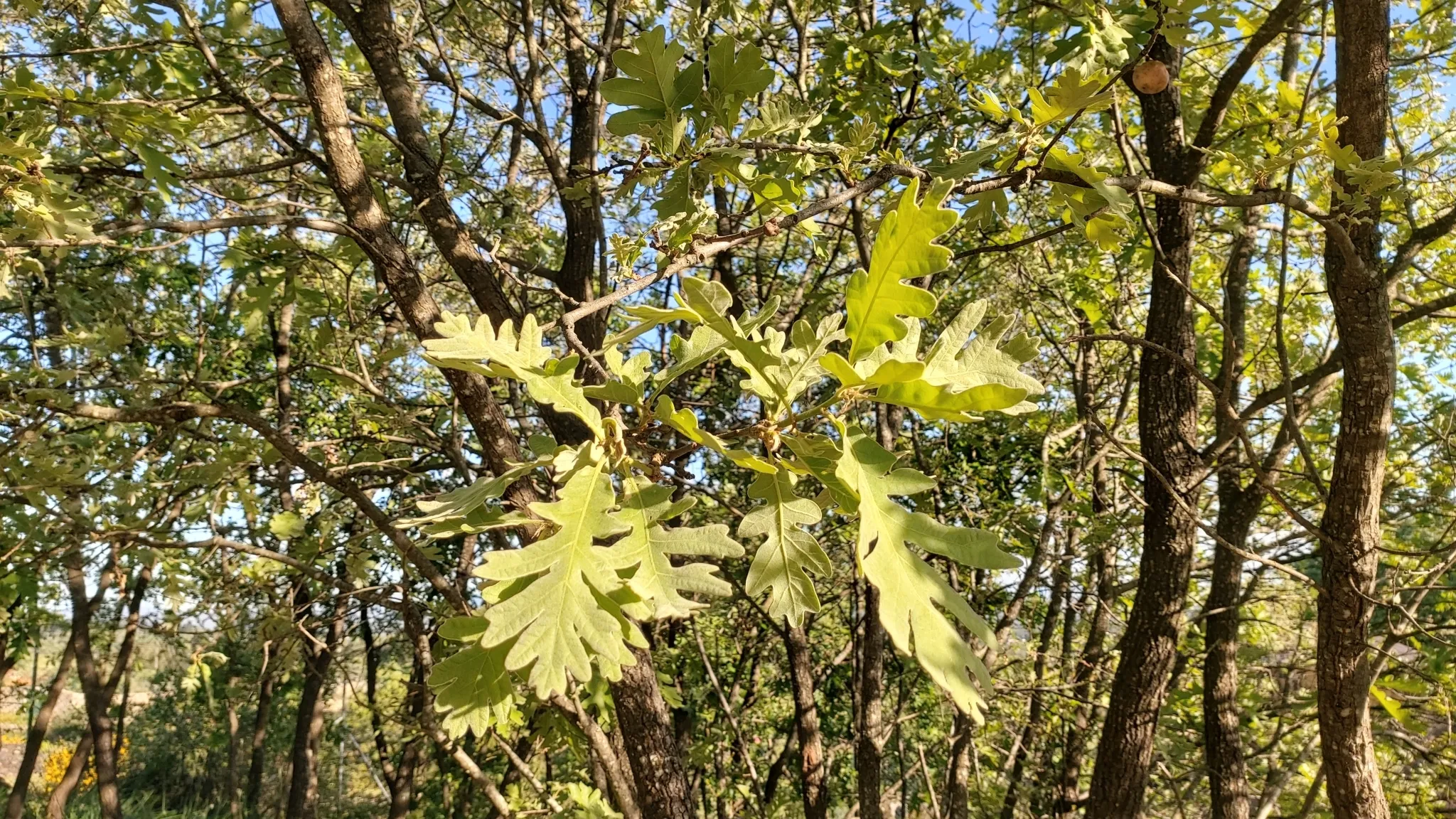 Photo showing: Quercus pyrenaica in Castelo Branco, Portugal.