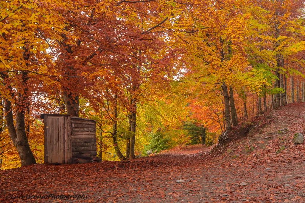 Photo showing: Fall colours