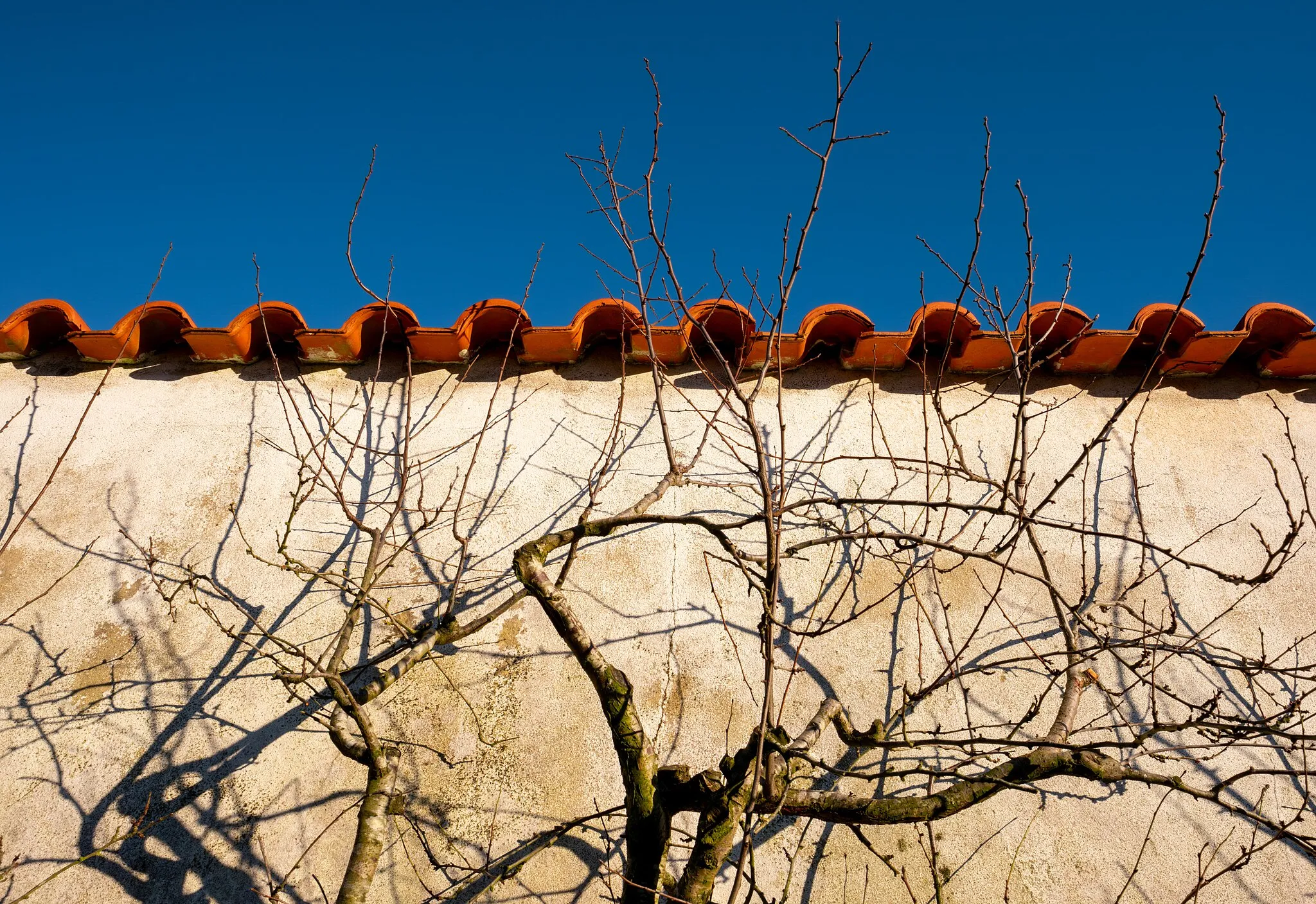 Photo showing: Bare tree near a wall, Coto, Caldas da Rainha, Portugal