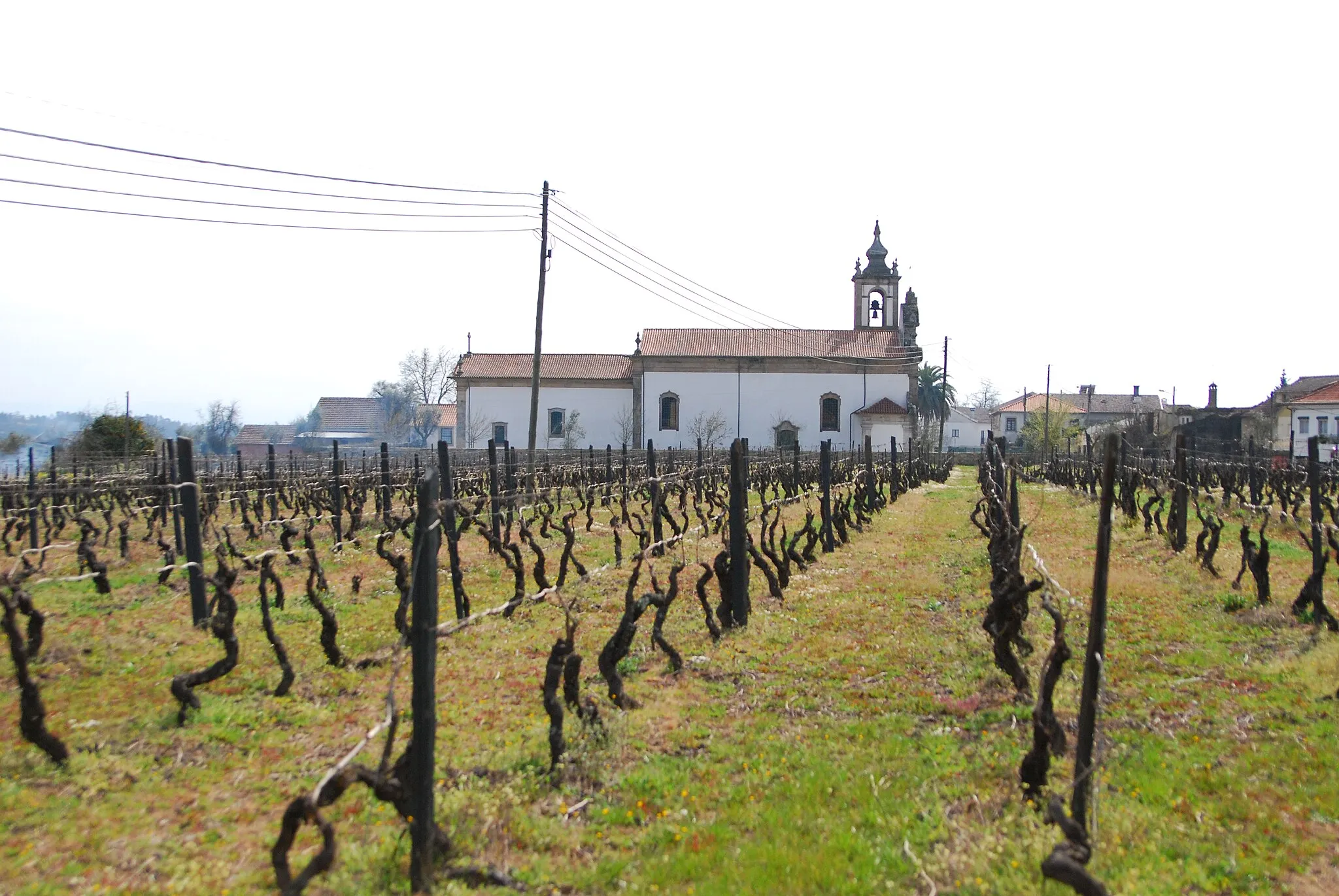 Photo showing: Feld mit Weinanbau und Kirche im Hintergrund in Lobão da Beira im Kreis Tondela in Portugal