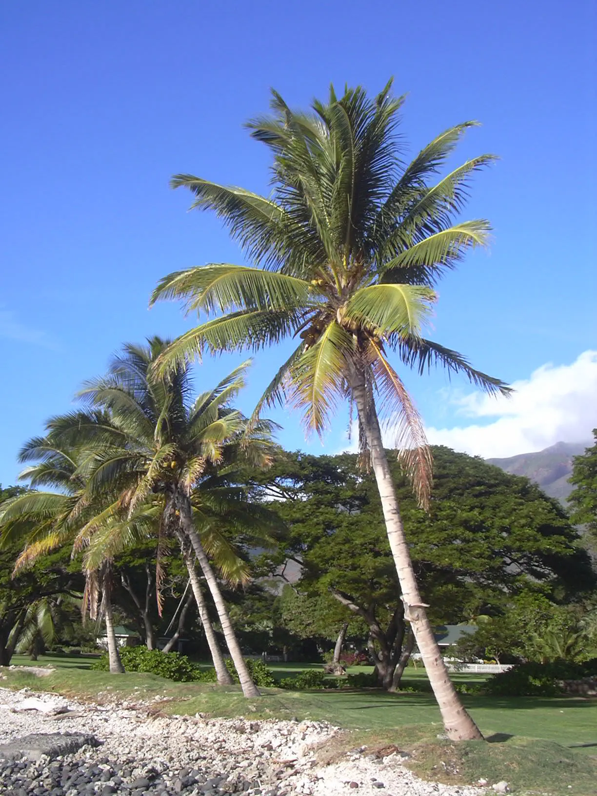 Photo showing: Cocos nucifera (habit). Location: Maui, Olowalu Pier