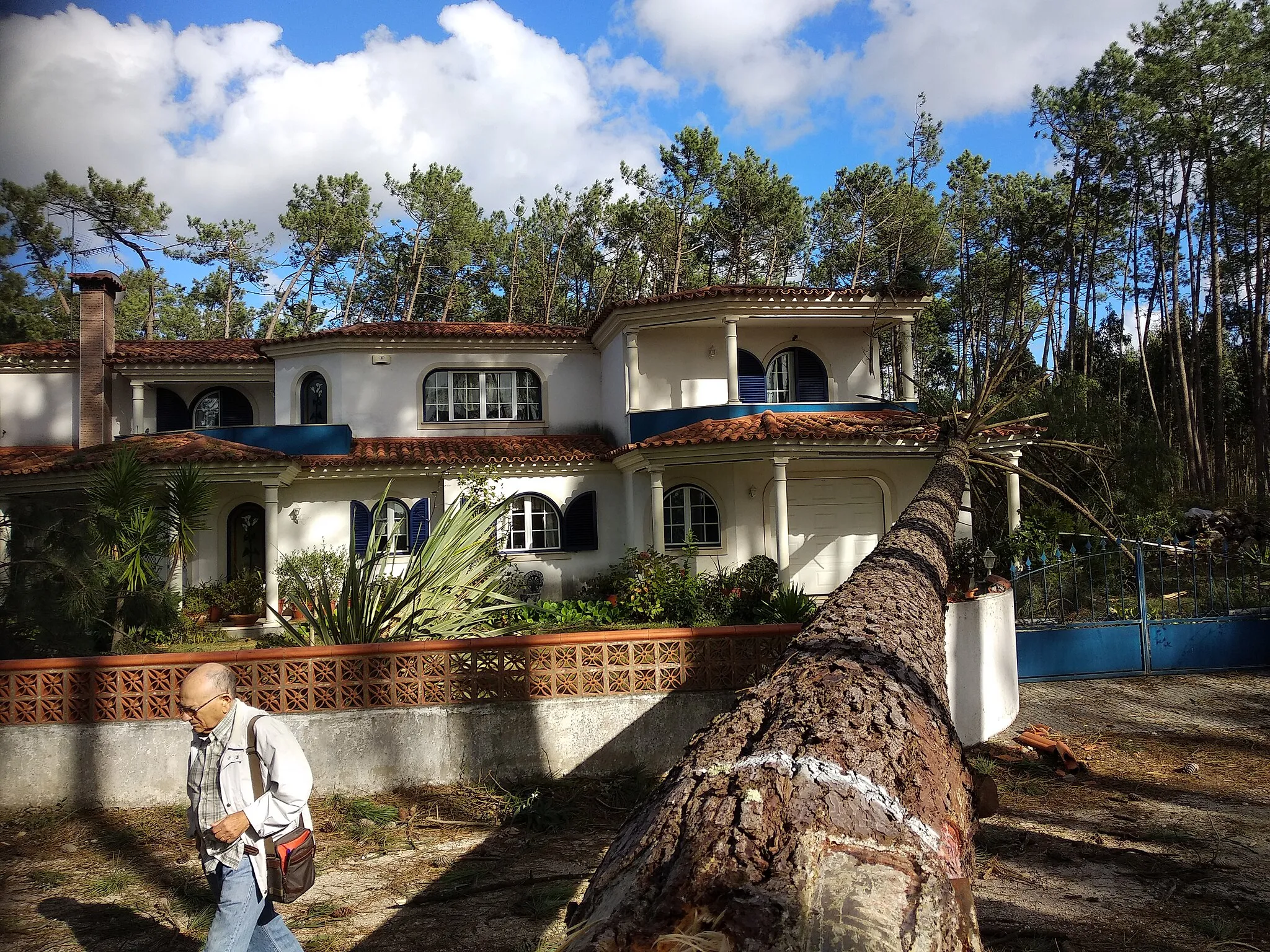 Photo showing: Pinheiro tombado sobre casa