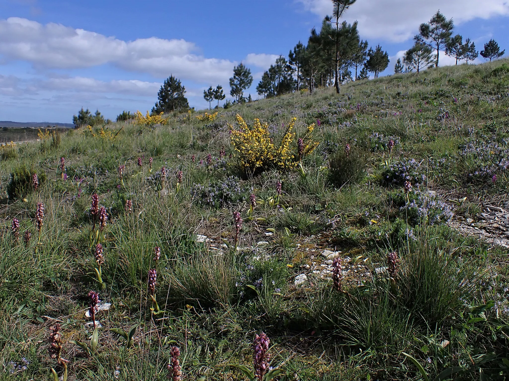 Photo showing: Himantoglossum robertianum in Serro Ventosa  in municipality of Leiria in Portugal