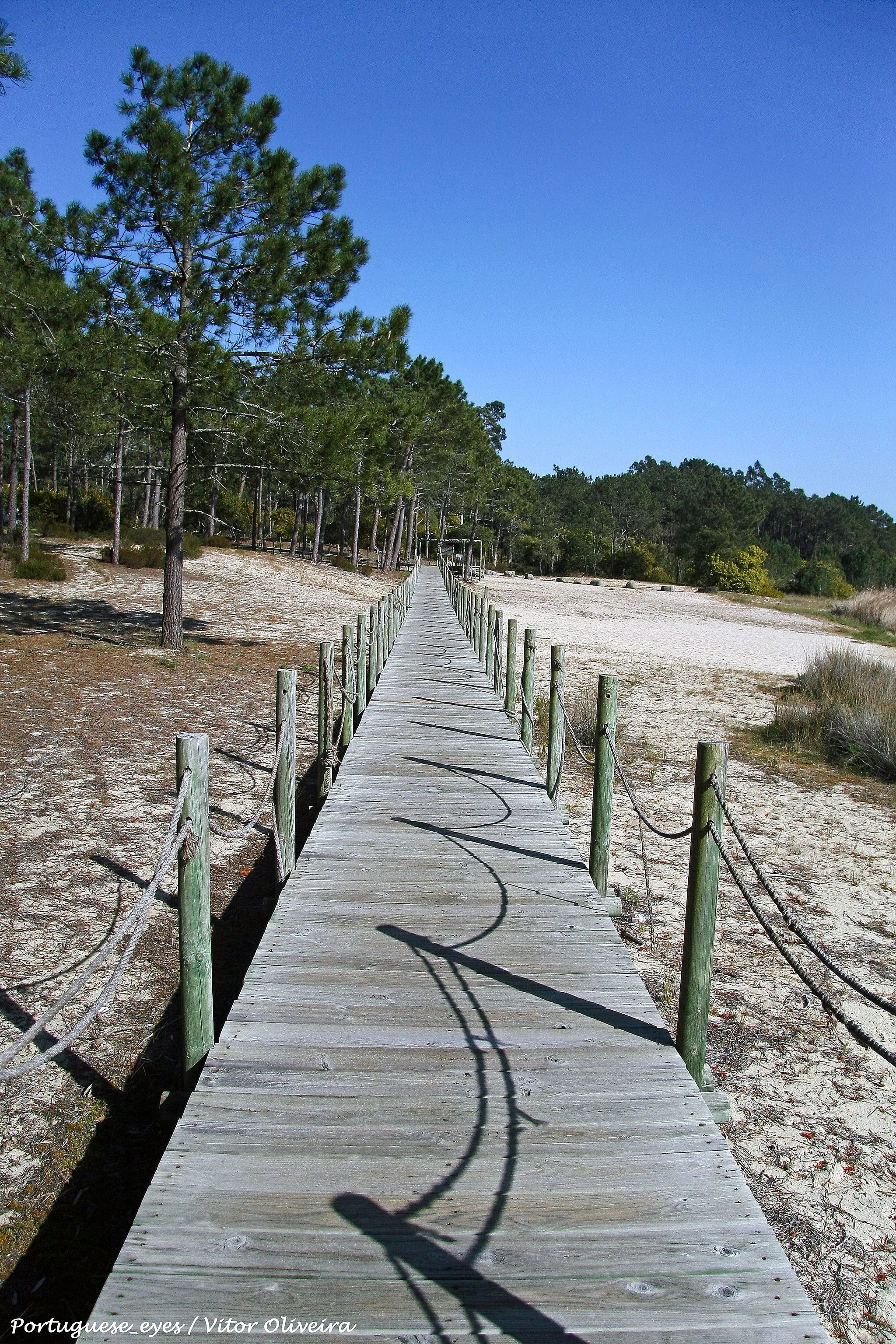 Photo showing: Tem uma extensão de 230 a 700 metros, com 2 km de margem, pelo que se situa na fronteira entre a mata do Urso e do Pedrógão, a norte do Pinhal de Leiria. Situa-se a 6 km da praia do Pedrógão, sendo uma lagoa de água doce rodeada de pinheiros bravos e mansos, eucaliptos, rosmaninho, alecrim, samouco… Podemos ainda observar caniços na lagoa, bem como uma grande diversidade de peixes, anfíbios, répteis, mamíferos, aves… Antigamente podiamos encontrar na lagoa ruivacos, carpas, salmões e sabogas, no entanto estes peixes foram desaparecendo. Segundo se consta, em meados do século passado, algum produto químico teria matado quase a totalidade dos peixes, que foram apodrecendo nas margens. No seu lugar foram então colocados achigãs, peixe carnívoro e carpas, que ainda hoje abundam na lagoa.
Os habitantes da Ervedeira, a 2 km da lagoa, utilizavam cestos, narsas e enchalavadas (utensílios feitos pelos homens do Pedrógão que serviam para a pesca) para pescar na Lagoa e iam vender, pelas portas, o peixe à xícara. Actualmente pratica-se pesca desportiva, e desportos náuticos como a canoagem.
É também utilizada como estância balnear, e está equipado com parque de merendas.

Hoje na lagoa podemos observar vários problemas, como a eutrofização da água e uma diminuição do nível da lagoa por acumulação de sedimentos, diminuição dos níveis de pluviosidade e a realização de vários furos para captar água ao seu redor. pt.wikipedia.org/wiki/Lagoa_da_Ervedeira