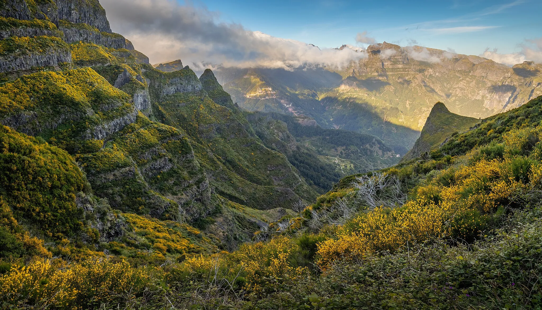 Photo showing: An evening view down the valley of Fajã das Éguas in Tabua, Ribeira Brava, Madeira, Portugal in 2023 May. The road, where the view is from, is Estrada Regional 105 that weaves on the steep side of the mountains which are the border of Ribeira Brava and Ponta do Sol. The yellow flowers belong to Genista tenera plant.