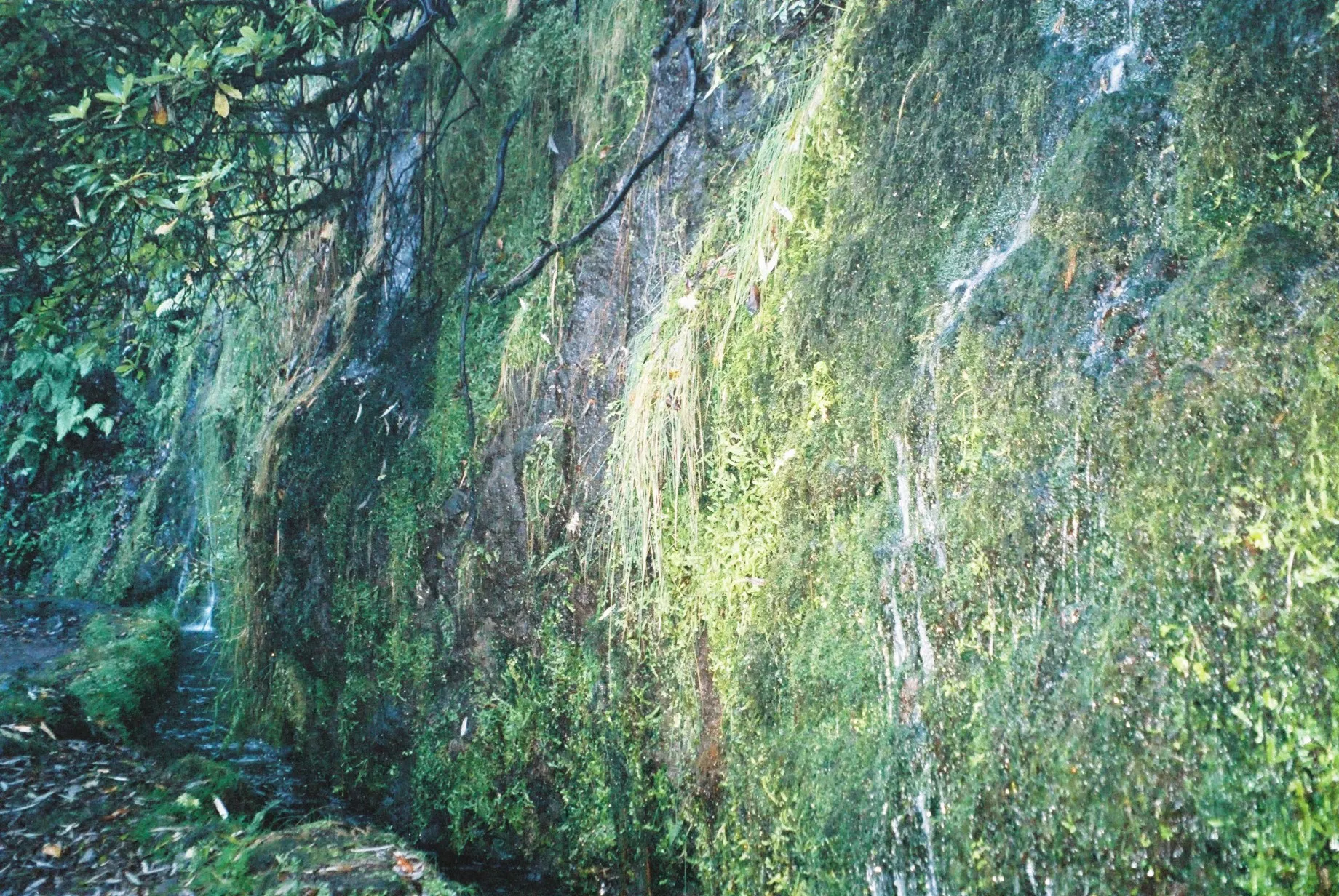 Photo showing: Ribeira Frio, Madeira