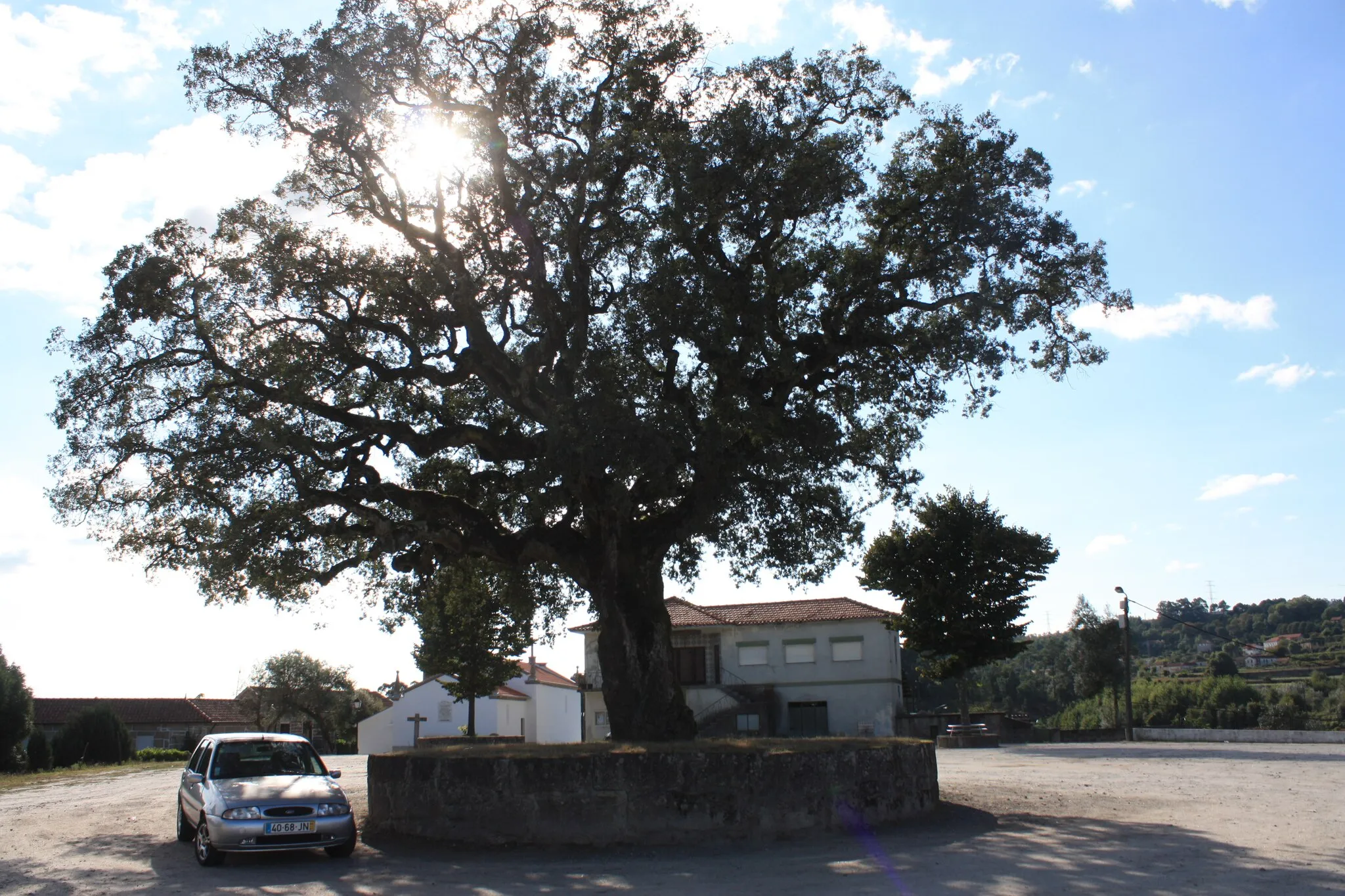 Photo showing: Árvore isolada em Largo Igreja Paroquial - sobreiro em Largo Igreja Paroquial