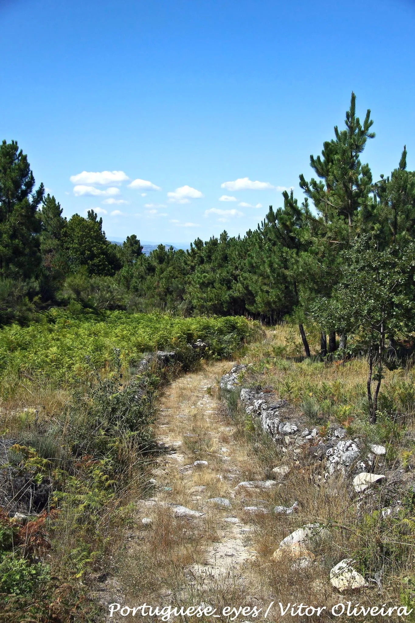 Photo showing: Um troço de estrada com cerca de 1Km de comprimento e 4m de largura, composta por um lajeado e por pedras de maior porte nas bermas, que se encontram parcialmente destruídas em alguns locais. Num estudo sobre este troço afirma-se que se trataria de uma estrada secundária, que ligava a Lamego, vinda de Viseu e passando pela região de Moimenta da Beira. pt.wikipedia.org/wiki/Aldeia_de_Nacomba

See where this picture was taken. [?]