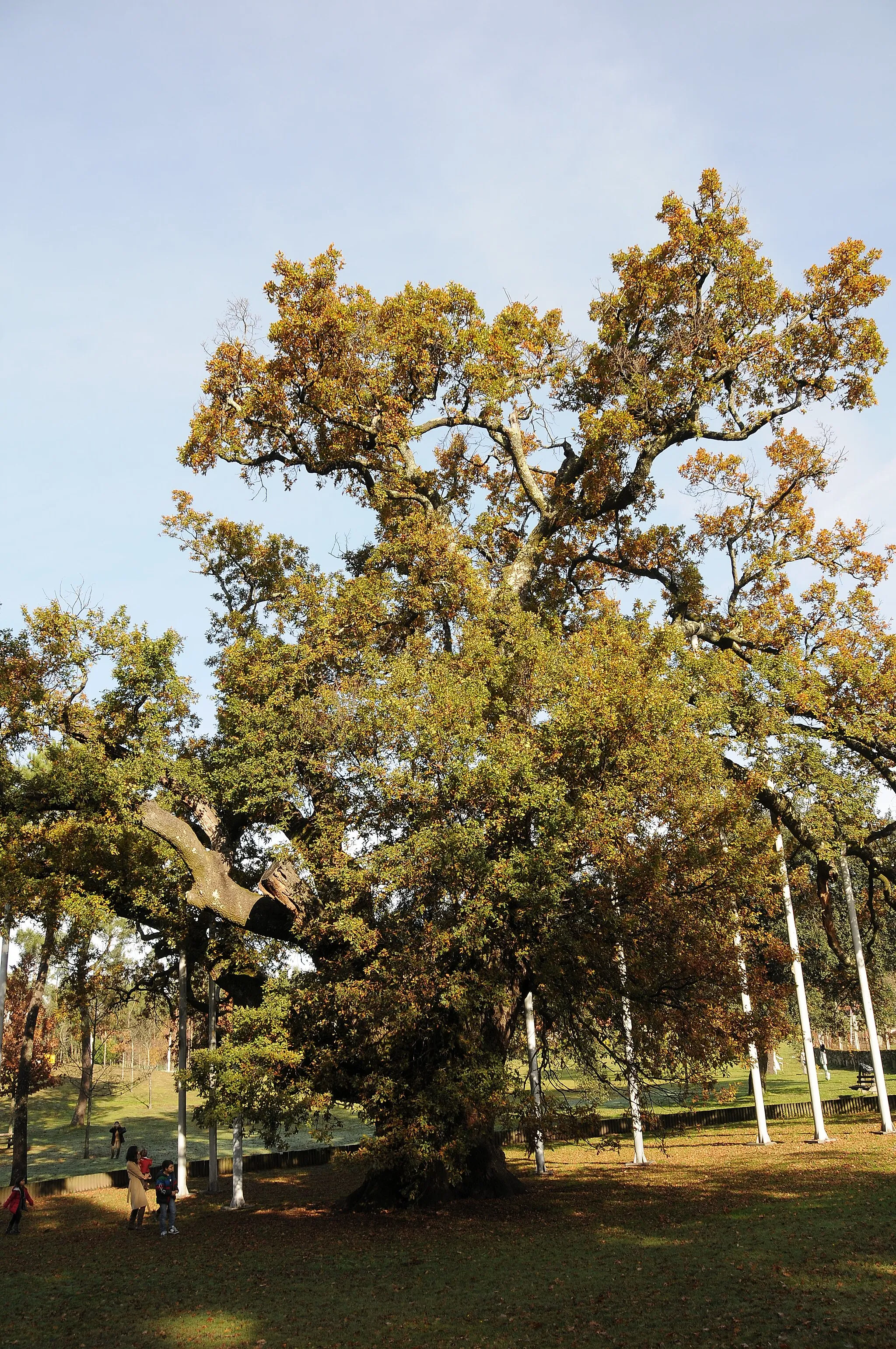 Photo showing: Quercus robur in Calvos, Povoa de Lanhoso, Portugal.