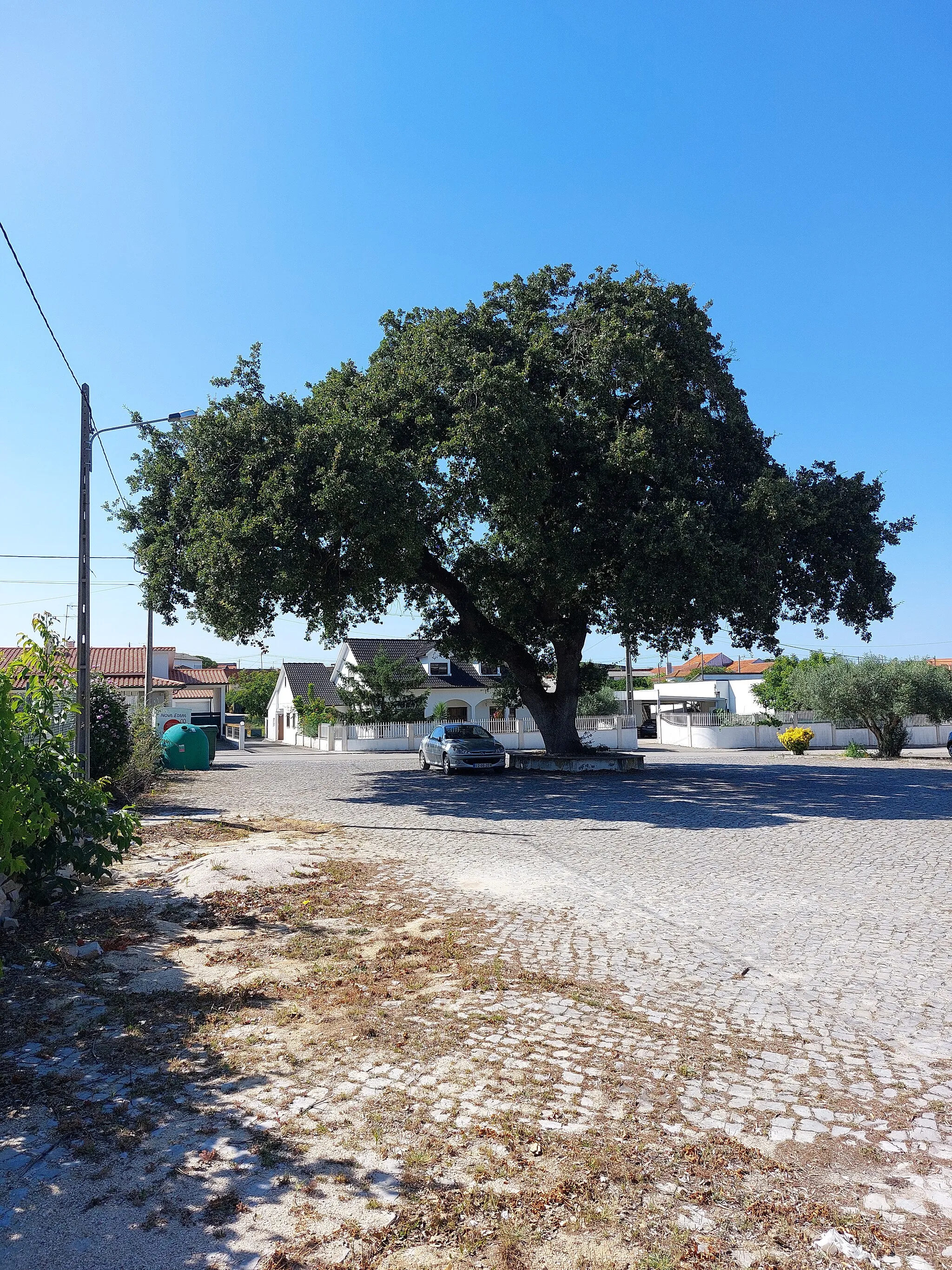 Photo showing: Árvore de Interesse Público situada em Pocariça, Maceira, Leiria, com processo n.º KNJ1/480 no INCF.