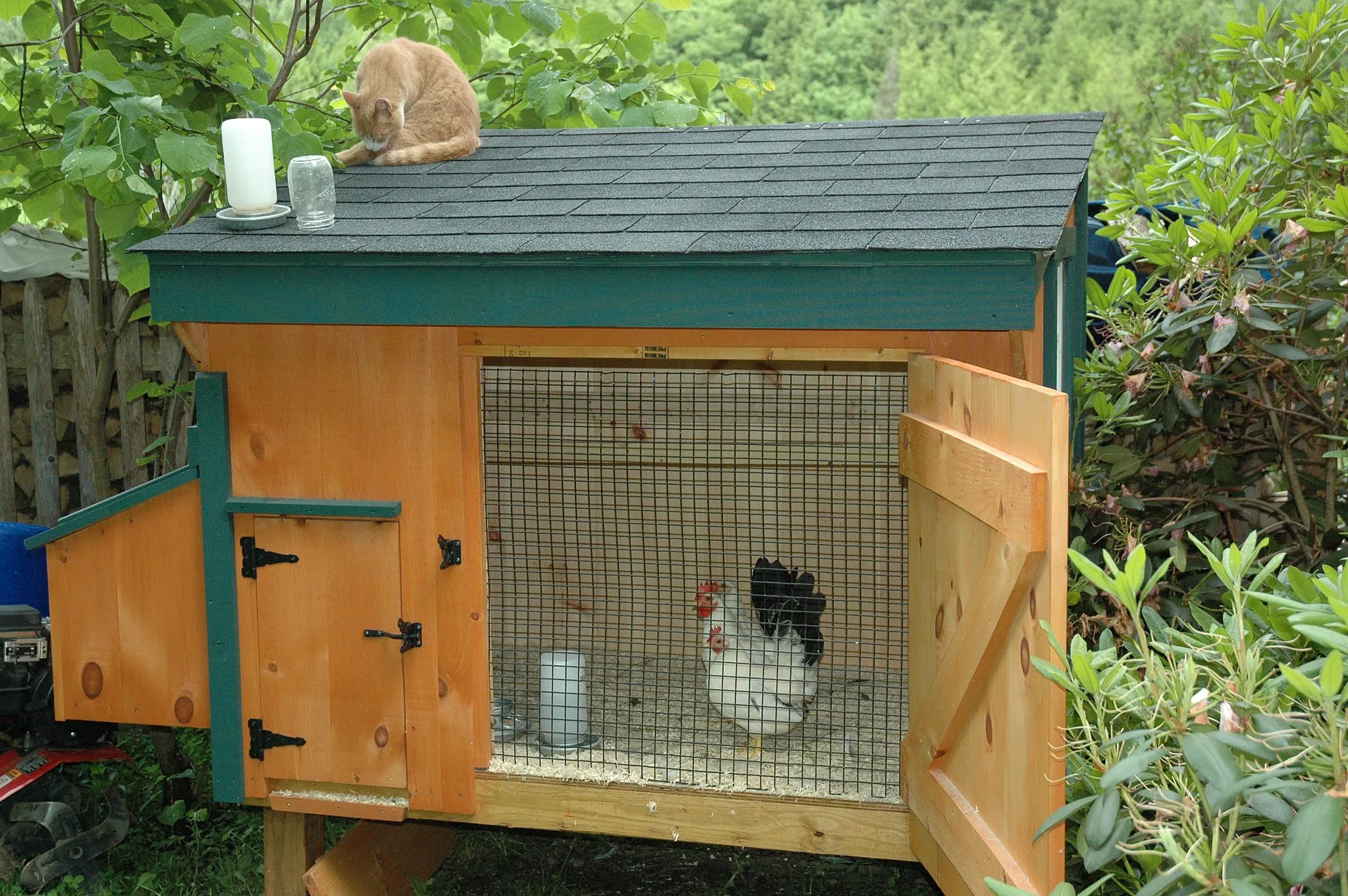Photo showing: A pair of Black-tailed White Japanese bantams in a chicken coop.