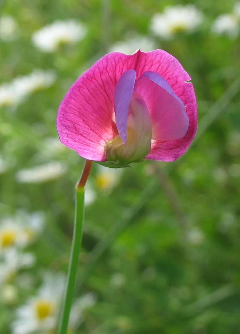 Photo showing: Lathyrus clymenum. Moinhos da Rocha (Freguesia de Santo Estevão, Tavira, Algarve, Portugal)