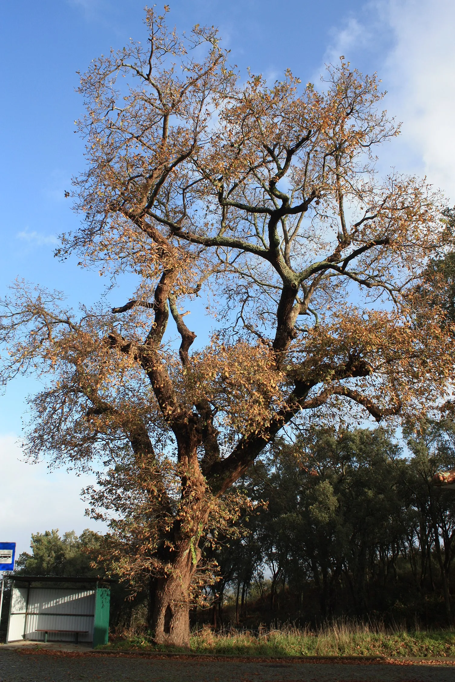 Photo showing: Carvalho-roble de grandes dimensões situado junto a uma paragem de autocarros, no entrocamento entre as ruas do Eiró e do Tabulo, no lugar da Carvalheira, freguesia de Guimarei, concelho de Santo Tirso, distrito do Porto.