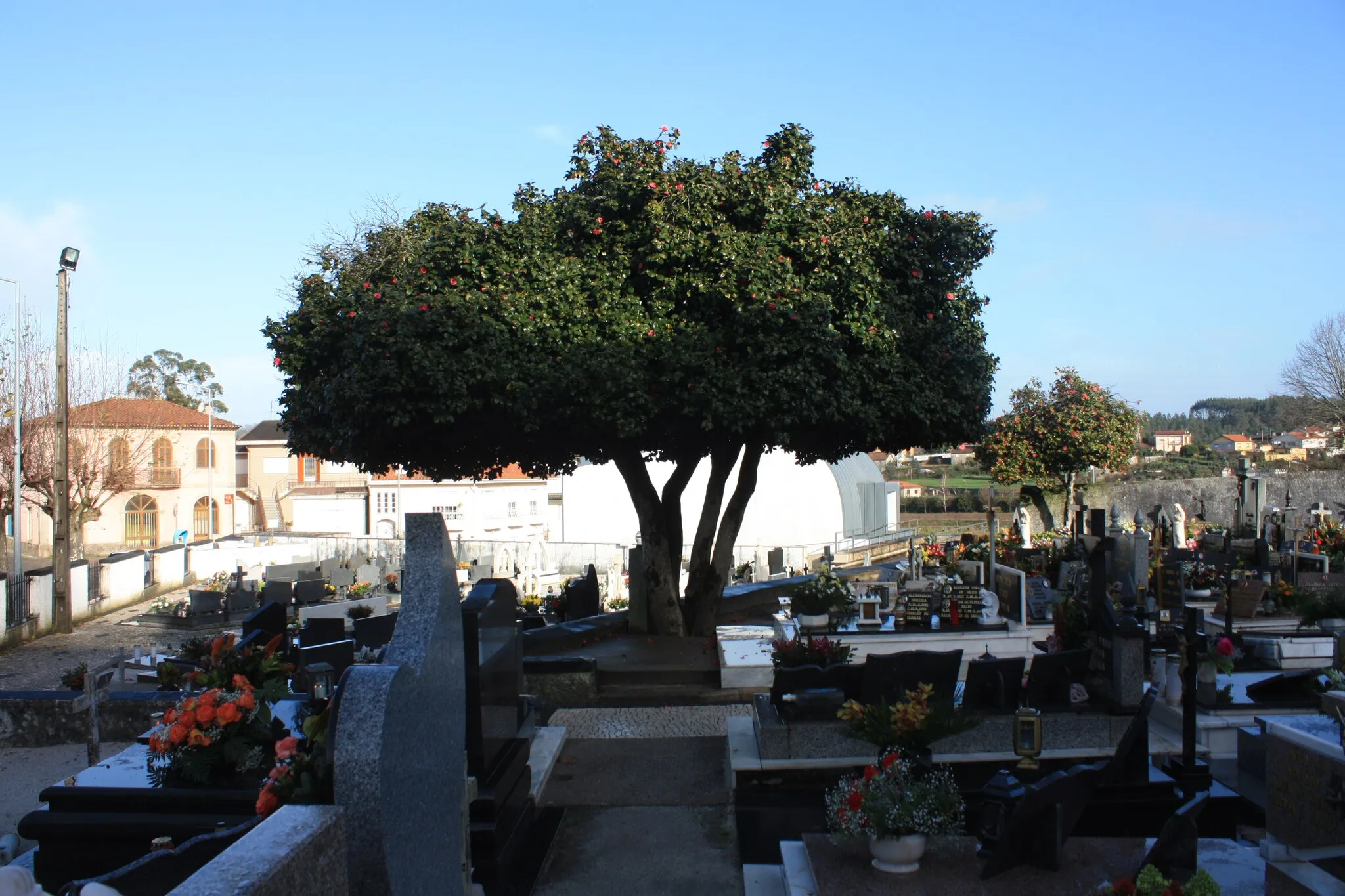 Photo showing: Árvore de interesse público: camélia japónica no cemitério de Agrela, freguesia do concelho de Santo Tirso, distrito do Porto.