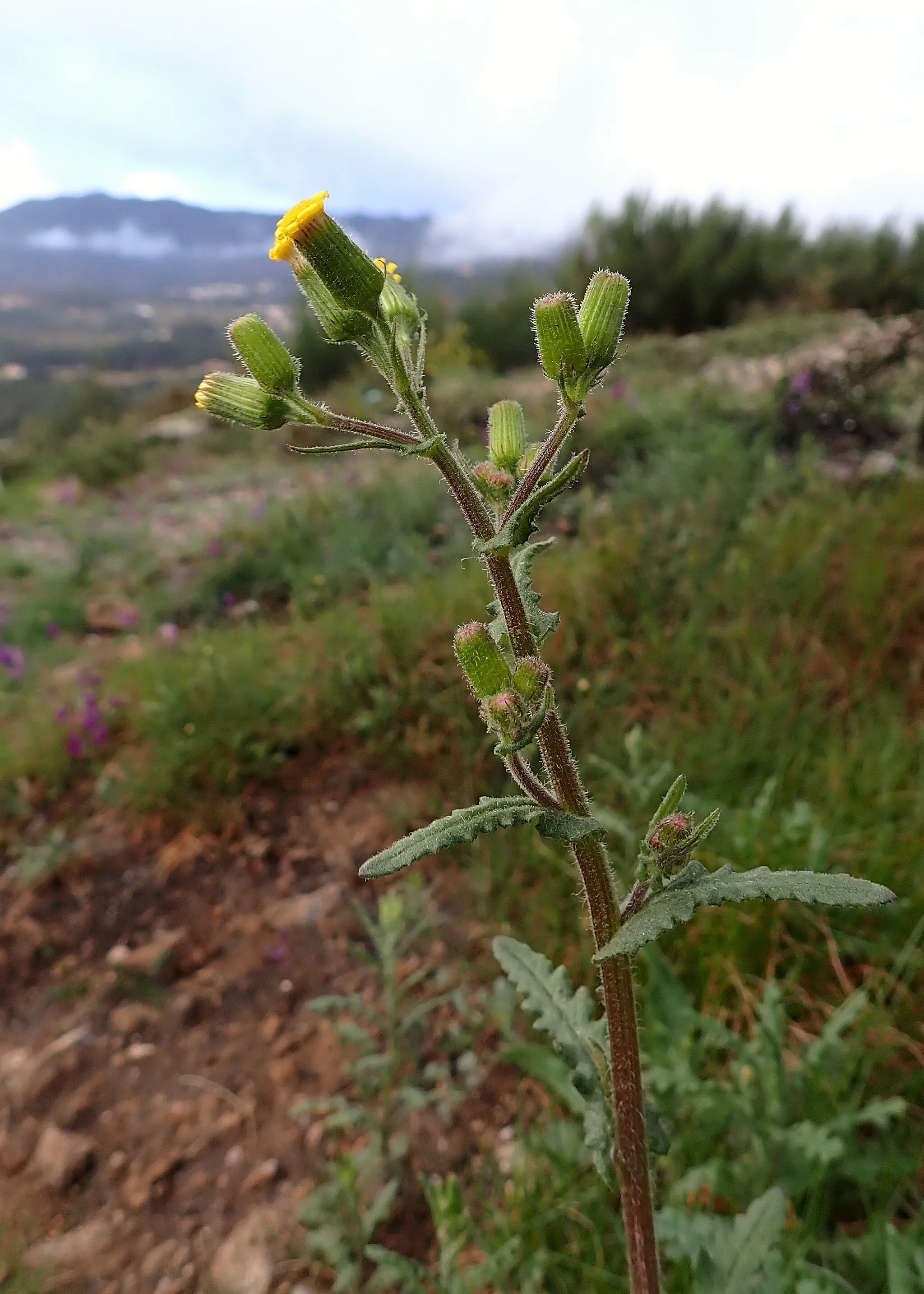 Photo showing: Senecio lividus in Borbela near Vila Real in N Portugal