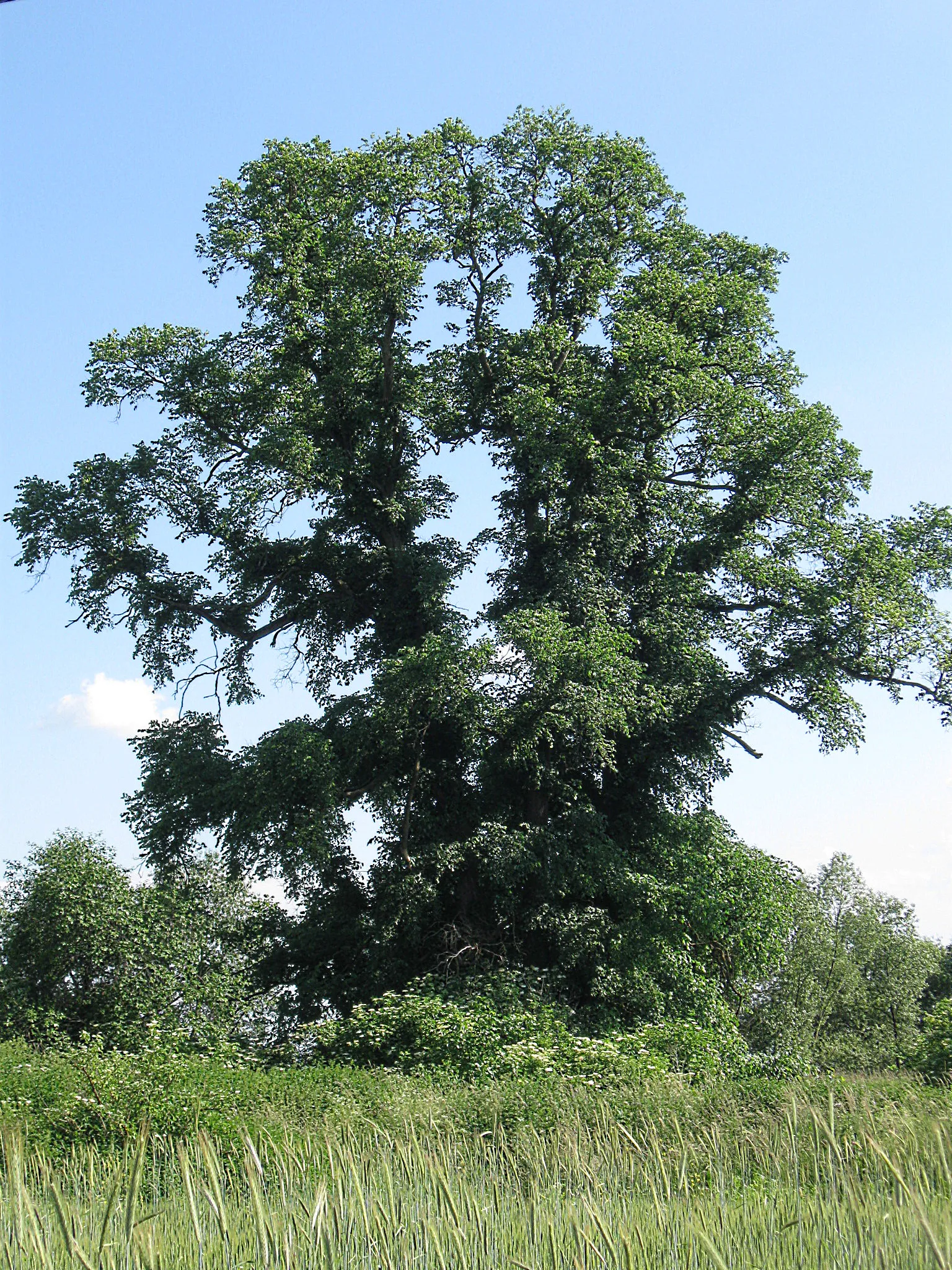 Photo showing: Feldulme (Ulmus campestris) von Căpeni, Rumänien