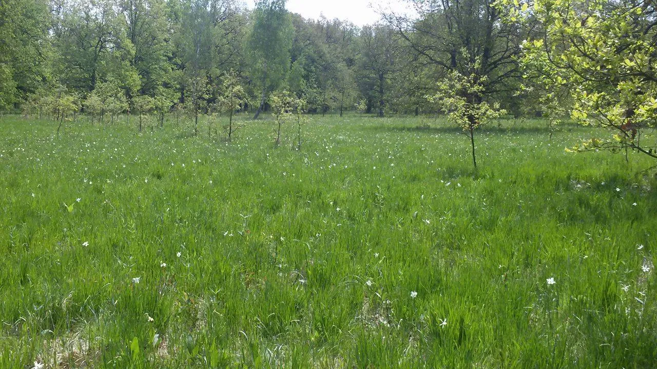 Photo showing: Image of the ”Daffodil Meadow” Nature Reserve
