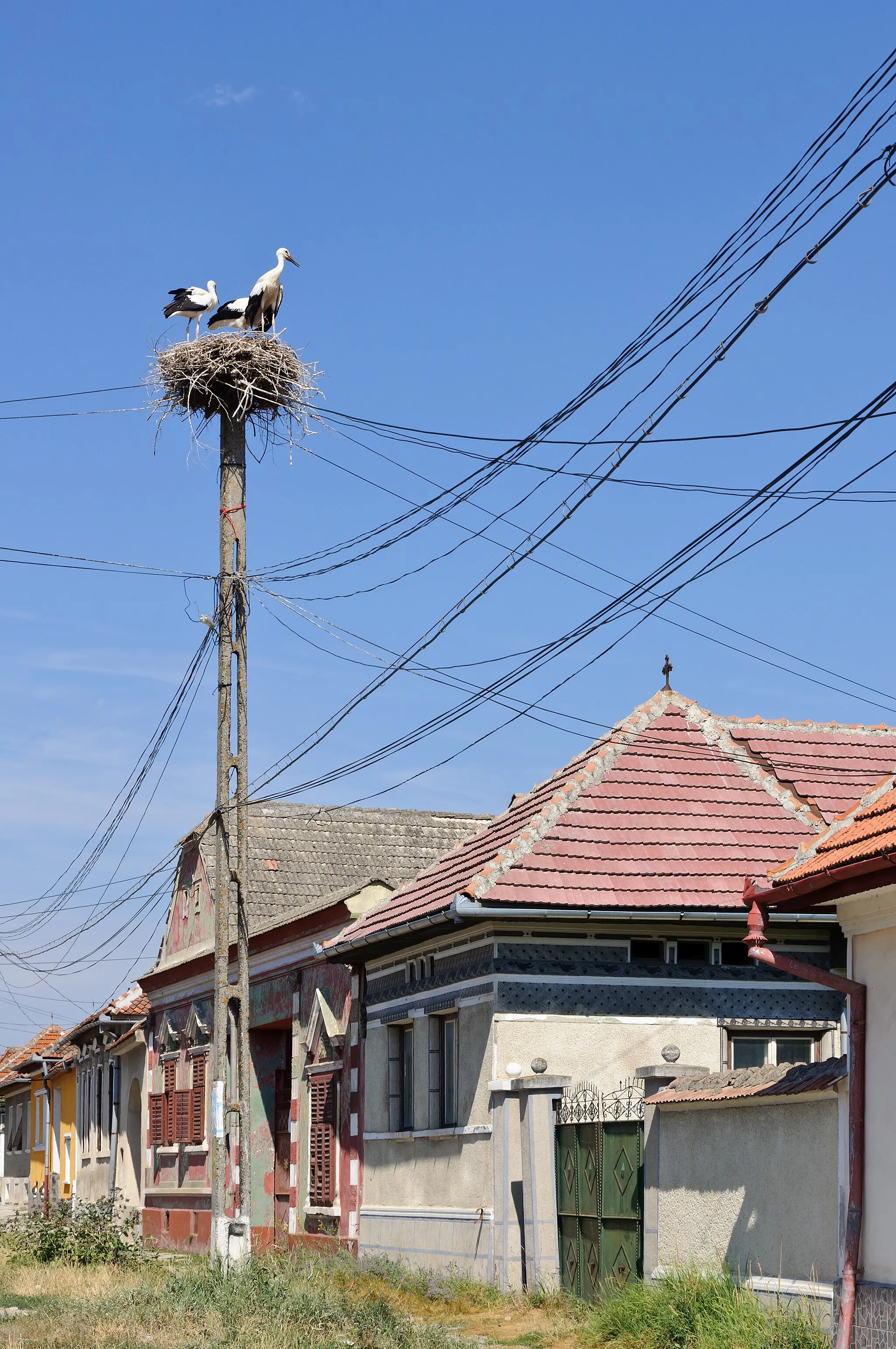 Photo showing: White Storks (Ciconia ciconia) in their nest on an utility pole in Vlădeni, Romania (Braşov County, Transylvania, Romania)