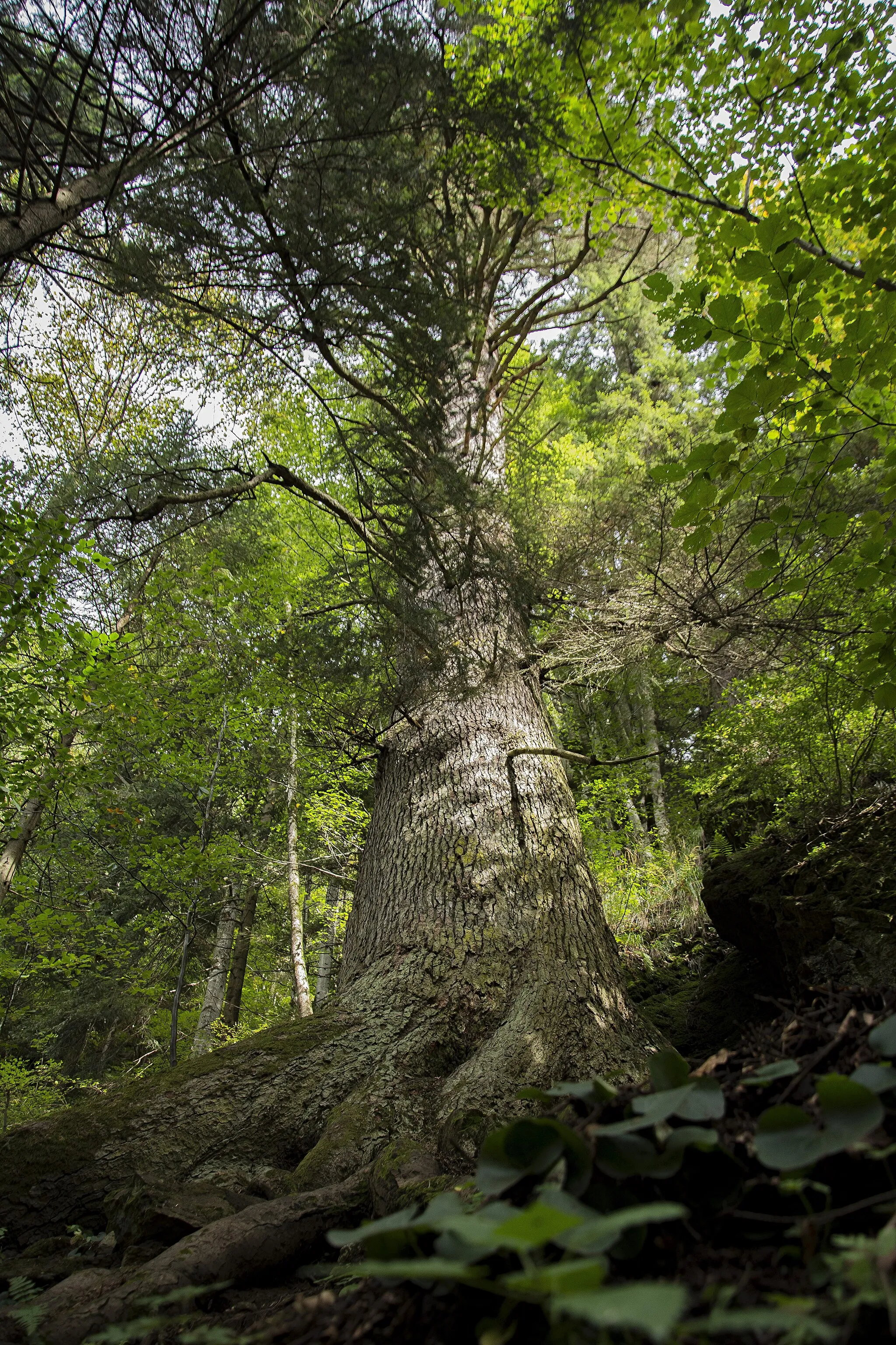 Photo showing: Weißtanne (Abies alba) bei Sibiu (Hermannstadt)