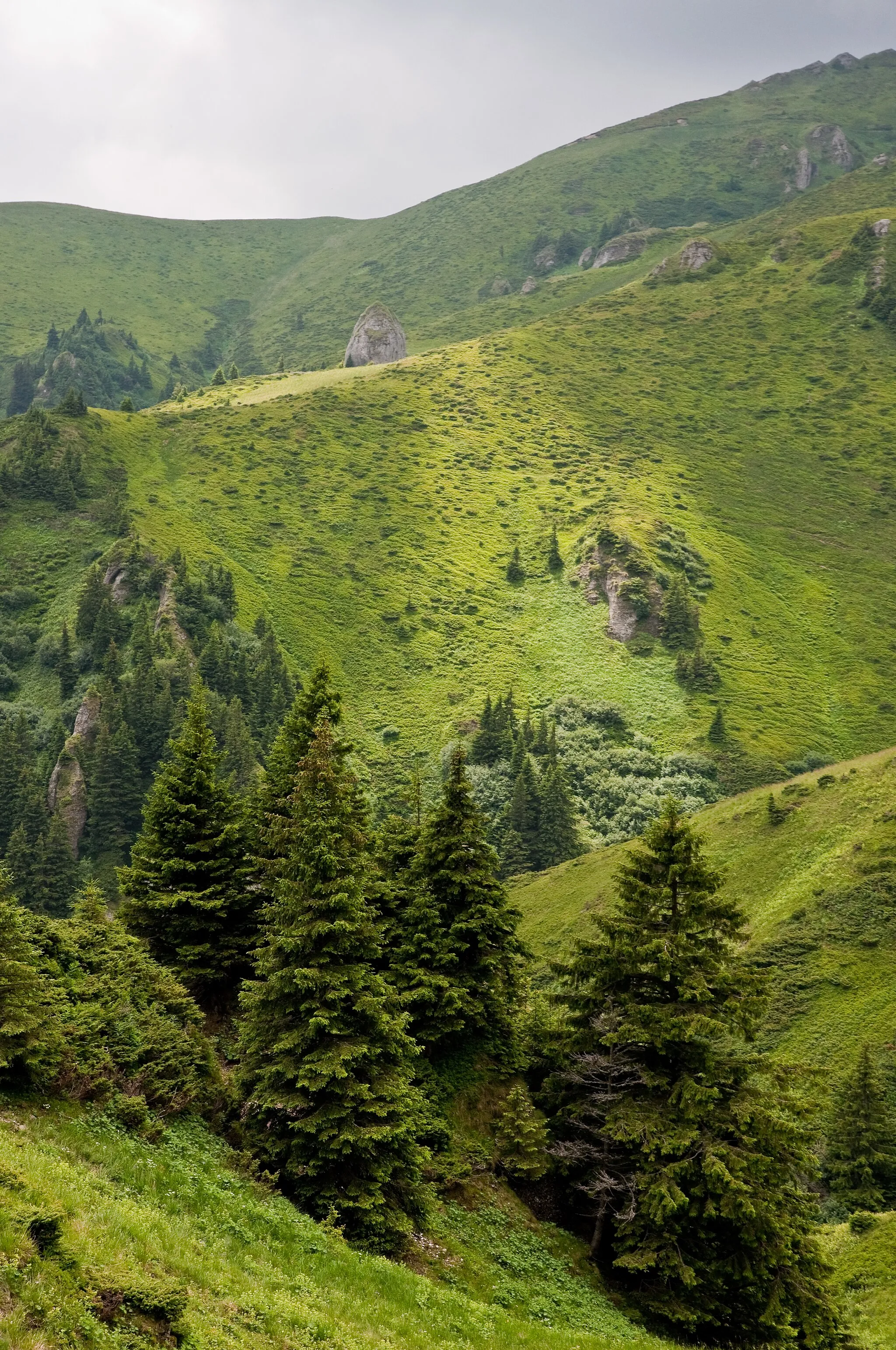 Photo showing: Norway Spruce Picea abies trees over rolling hills and grass covered mountain slopes, Vama Buzaului, Brasov, Romania.