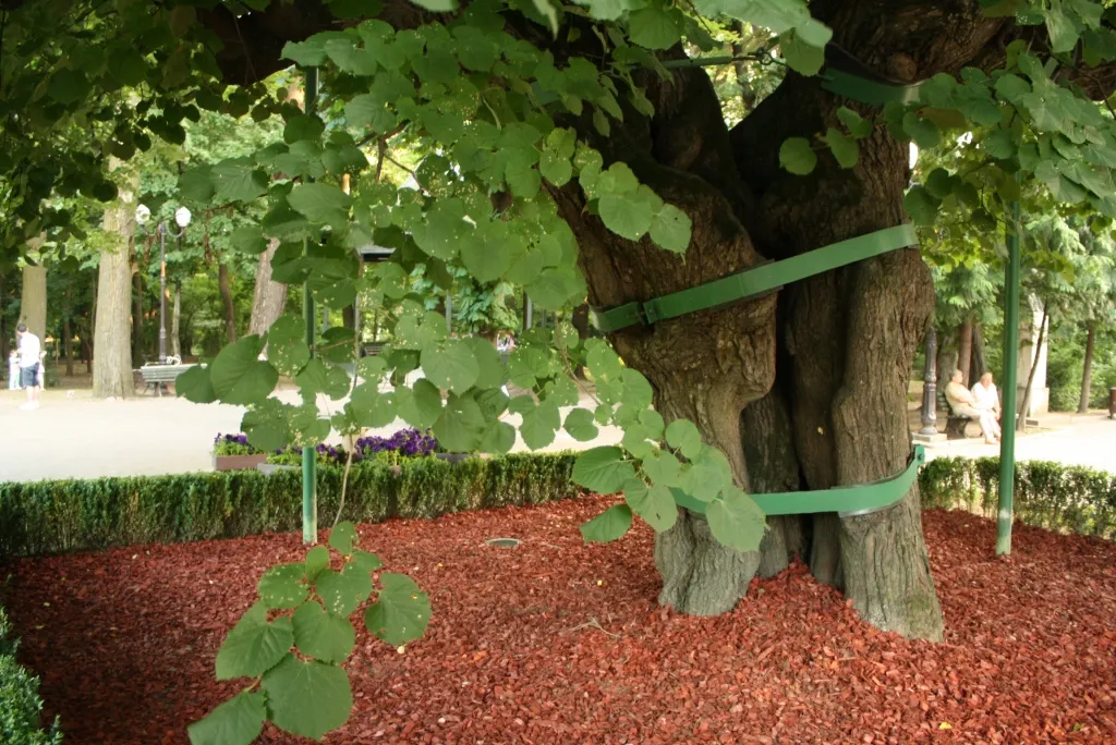 Photo showing: Eminescu's Linden Tree (close-up, 2014)