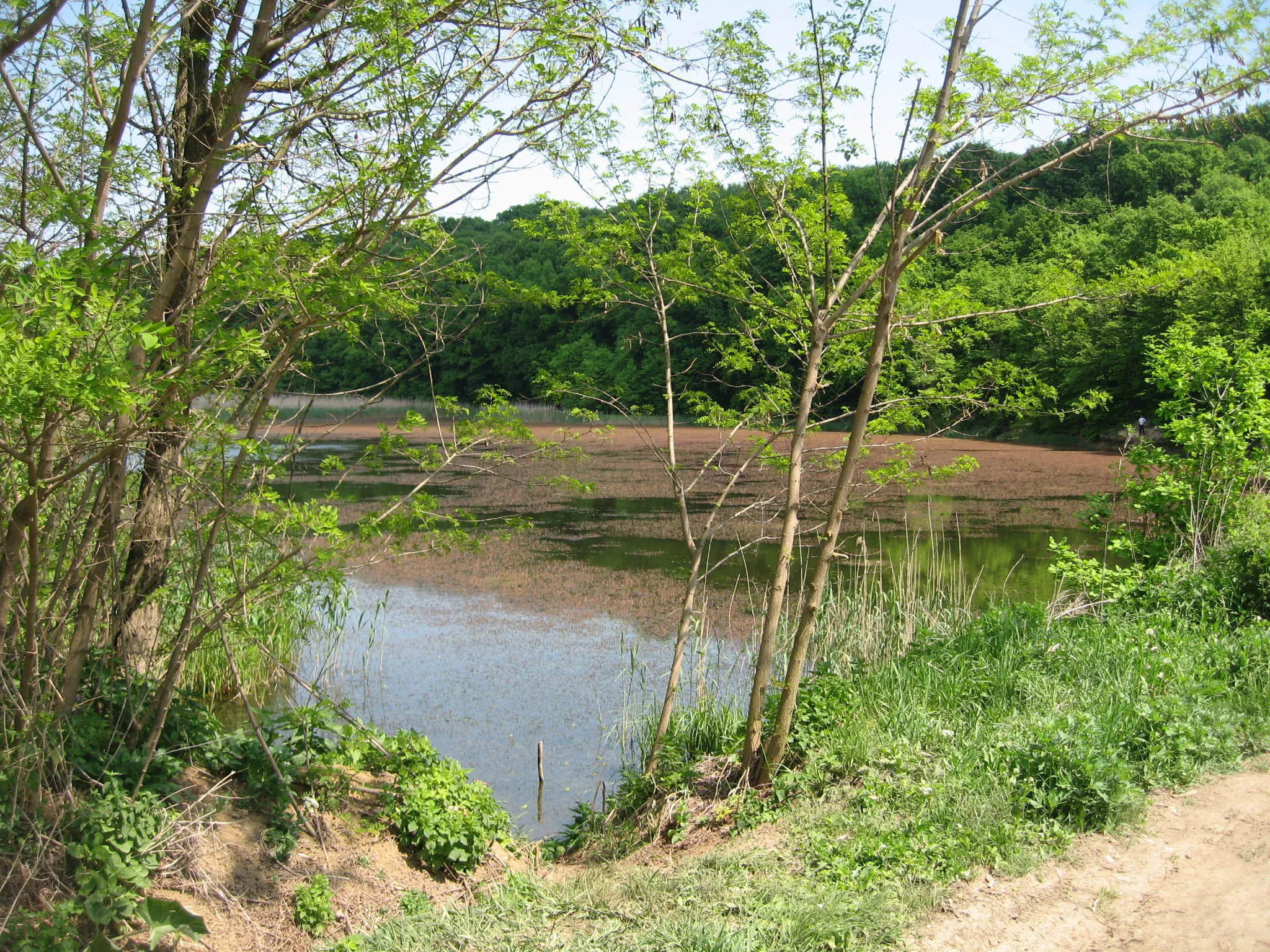 Photo showing: Lacul din pădurea Stejarii