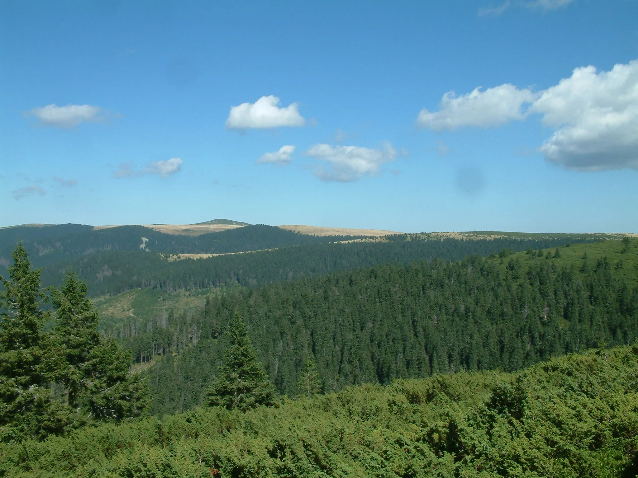 Photo showing: Hegyek és fenyők